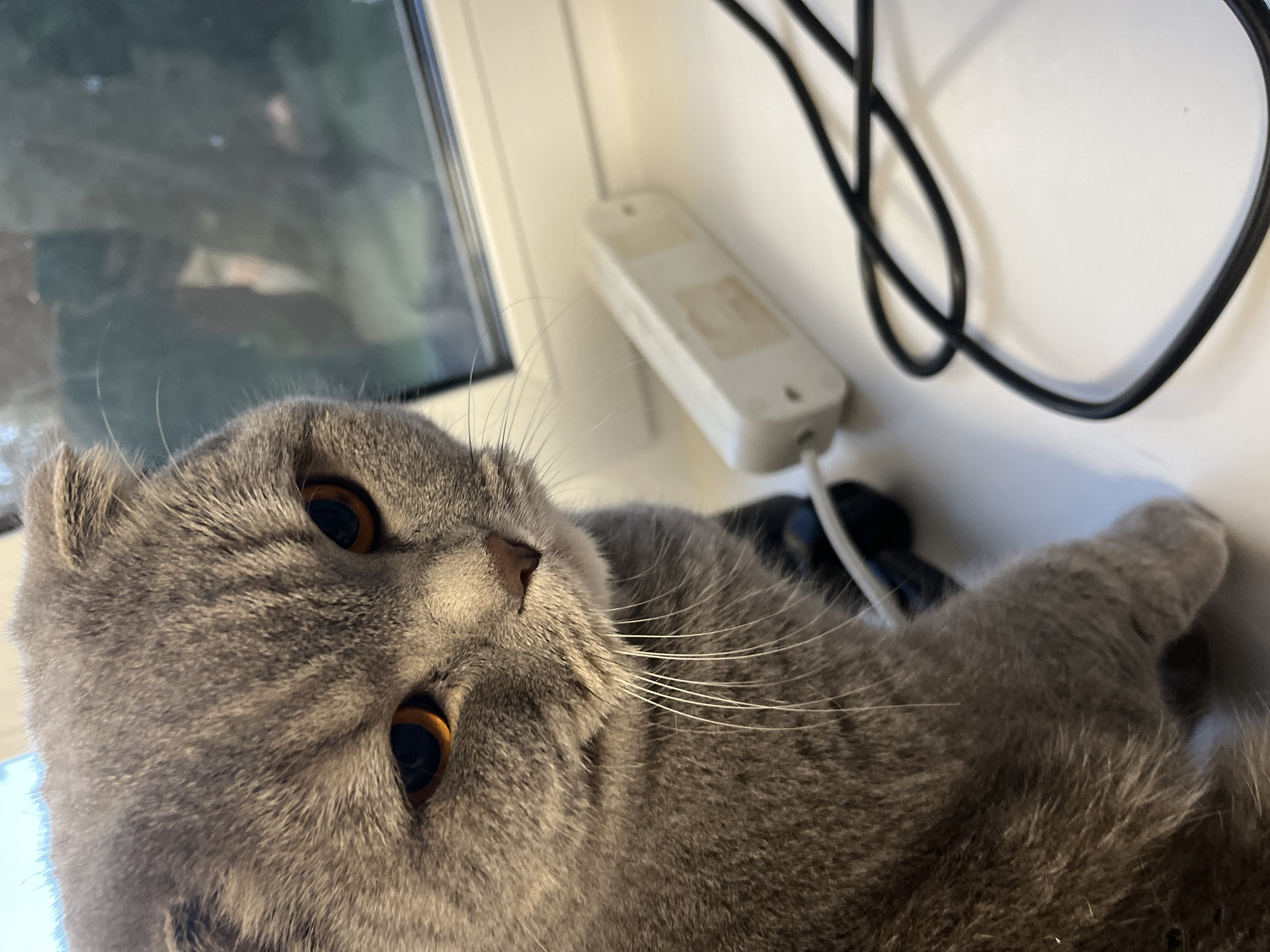 A close-up, eye-level shot captures a grey Scottish Fold cat with distinctive orange eyes and folded ears. The cat is positioned on a white windowsill, with its left side towards the viewer. Its gaze is directed downwards and slightly to the left. In the background, a window reveals a blurry view of trees, suggesting an outdoor setting. To the right of the cat, on the windowsill, is a white power strip with two black cords coiled next to it. The scene is indoors, with the windowsill likely located in an apartment in Chaikovsky, Russia, given the context.