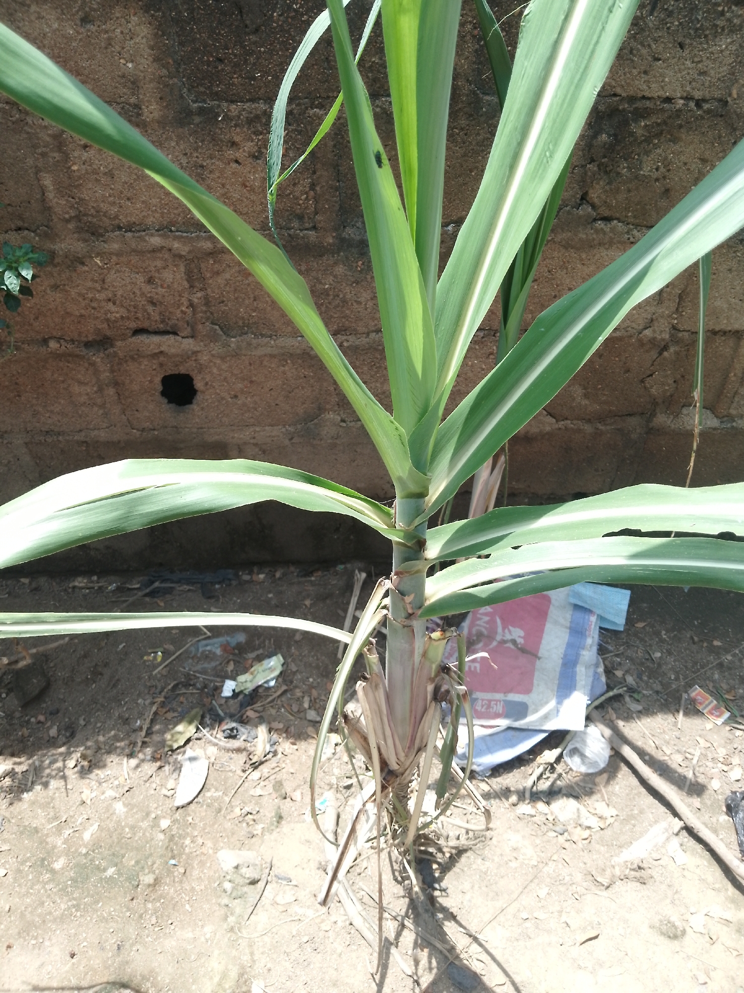 A close-up, eye-level shot shows a sugarcane plant growing outdoors in Serti, Nigeria. The plant is upright, with its green and white striped leaves fanning out. The stalks of the plant are visible at the base, with dried leaves and roots protruding into the dirt. The ground is a mix of dirt, small rocks, and debris, including a crumpled plastic bag and scattered papers. In the background, a rough, weathered brick wall is visible, with a dark, circular hole in the center. Sunlight casts shadows on the ground, indicating it is daytime. The scene is static, with no people or animals present.