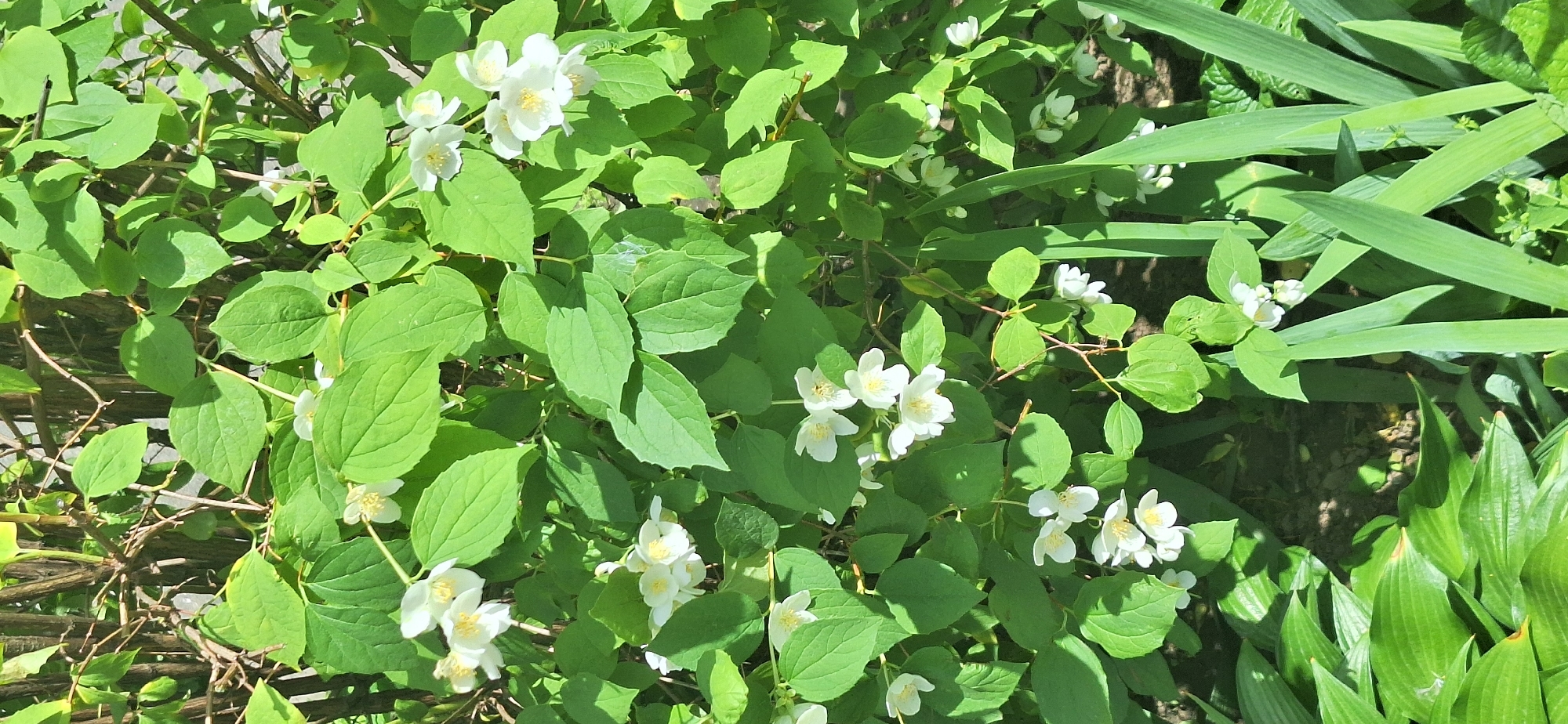 The image is a close-up shot of a lush green bush with white flowers and dark brown branches. The bush is in full bloom, with many small white flowers with yellow centers scattered throughout the green foliage. The leaves are ovate and a vibrant green color, some catching the sunlight and appearing brighter. The branches are thin and twiggy, providing a structural element to the plant. In the foreground, a few broad, green leaves of another plant are visible, suggesting a garden or natural setting. The background is a blur of green and brown, indicating more vegetation or perhaps a fence. There are no people or animals present in the image, and no actions are taking place. The scene appears to be outdoors, under natural daylight, with shadows suggesting the sun is at an angle. The overall impression is one of natural beauty and springtime abundance. The image is a photograph taken from a medium to close-up perspective, focusing on the details of the flowering bush. There is no specific information about the location in Bila Tserkva, Ukraine, that can be determined from the image itself.