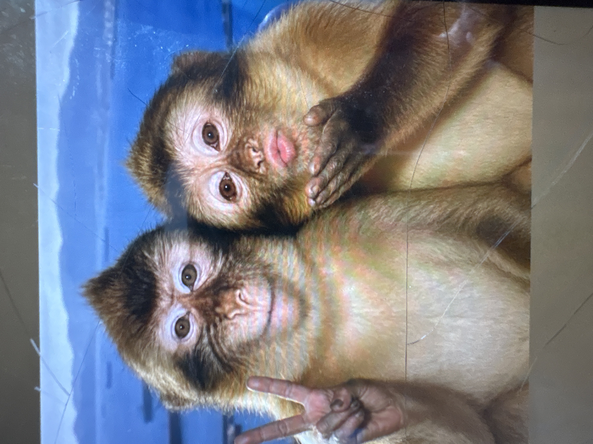 Two monkeys are pictured in front of a blue background with indistinct shapes that could be water and land. The monkey on the left has its right hand raised, displaying a peace sign. The monkey on the right is puckering its lips as if blowing a kiss and holding its left hand up. The image appears to be a photograph, possibly taken at the Атамекен кенттік әкімдігі, Kazakhstan. There are several visible scratches on the surface of the photograph.