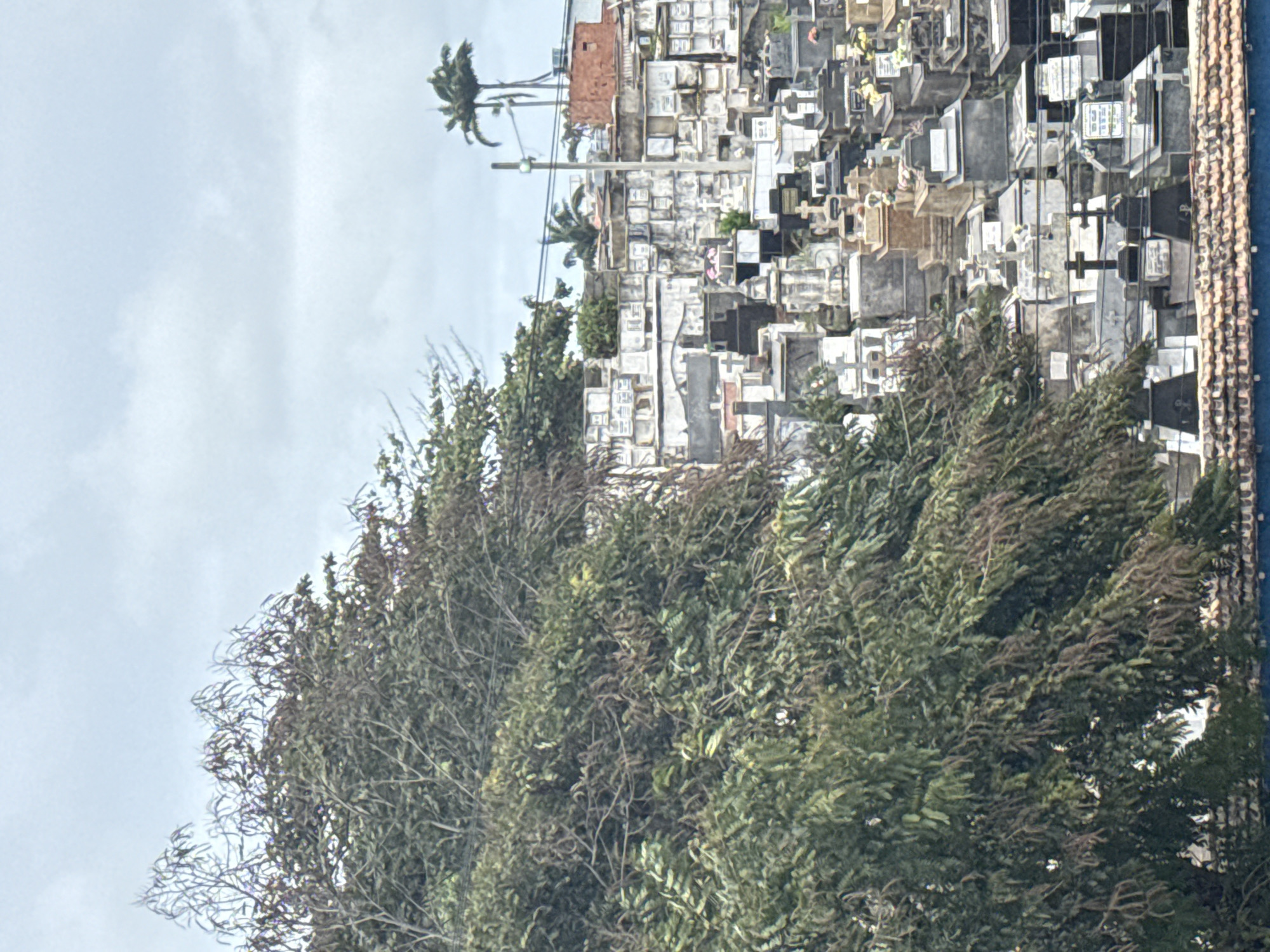 The image depicts a dense cemetery in Cabo Frio, Brazil, characterized by rows of tombs and mausoleums, many of which are ornate with crosses and memorial plaques. A large, leafy tree dominates the left side of the frame, its branches partially obscuring the view of the cemetery and the overcast sky. In the background, palm trees and a red-brick building are visible above the cemetery structures, suggesting an urban or semi-urban setting. The overall impression is one of a crowded and well-established burial ground under a subdued sky.