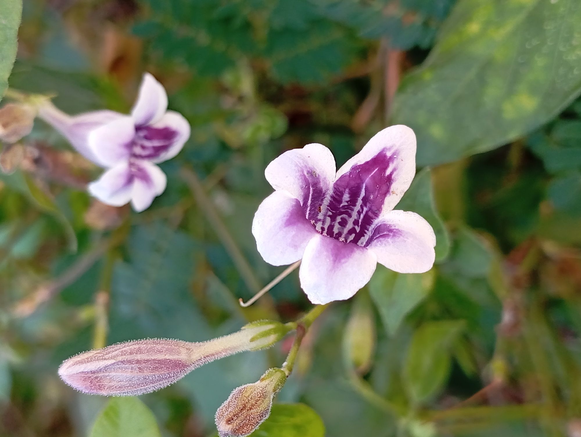 A close-up, eye-level shot captures a delicate pink and purple flower in bloom, its petals velvety and intricately veined with a deeper purple. Beside it, a flower bud, also tinged with pink, stands erect, its surface covered in fine, downy hairs. Two smaller buds, brownish and fuzzy, are nestled closer to the stem. The background is a blur of lush green foliage, suggesting a natural outdoor setting. The lighting is soft and diffused, creating a serene atmosphere. No people are visible in the frame, and no specific urban landmarks of Karang Jati, Indonesia are depicted.