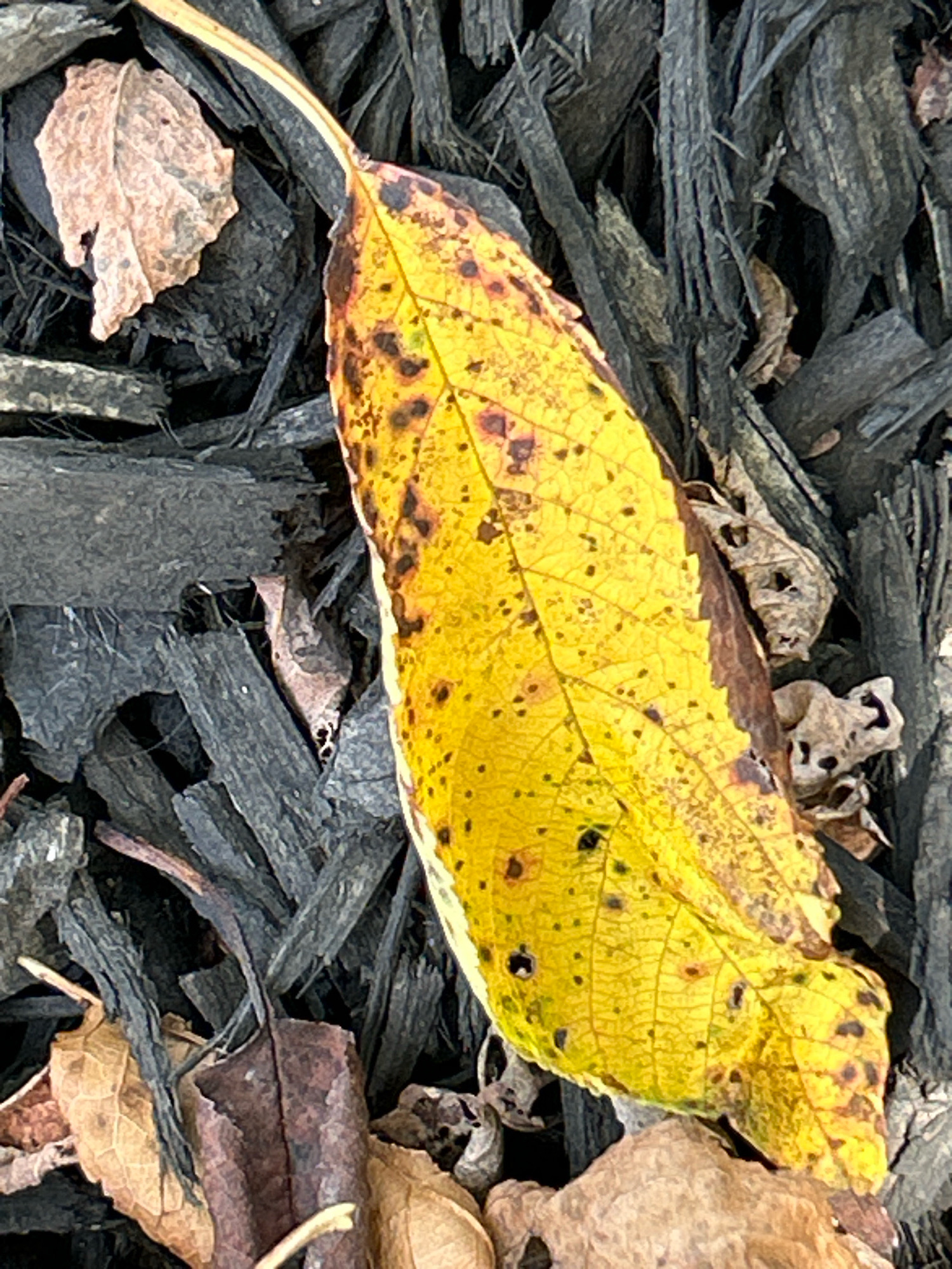 This is a close-up, overhead shot of a single, vibrant yellow leaf with dark spots, lying on a bed of dark gray shredded wood mulch. The leaf is oval-shaped with a pointed tip and a serrated edge, and its veins are clearly visible. To the upper left of the prominent yellow leaf, a smaller, dry, tan leaf is partially visible. The mulch consists of small, splintered pieces of wood, creating a textured background. The lighting suggests an outdoor setting, likely during the daytime. The image does not contain any people or any indication of the city of Robinson Township, United States of America.