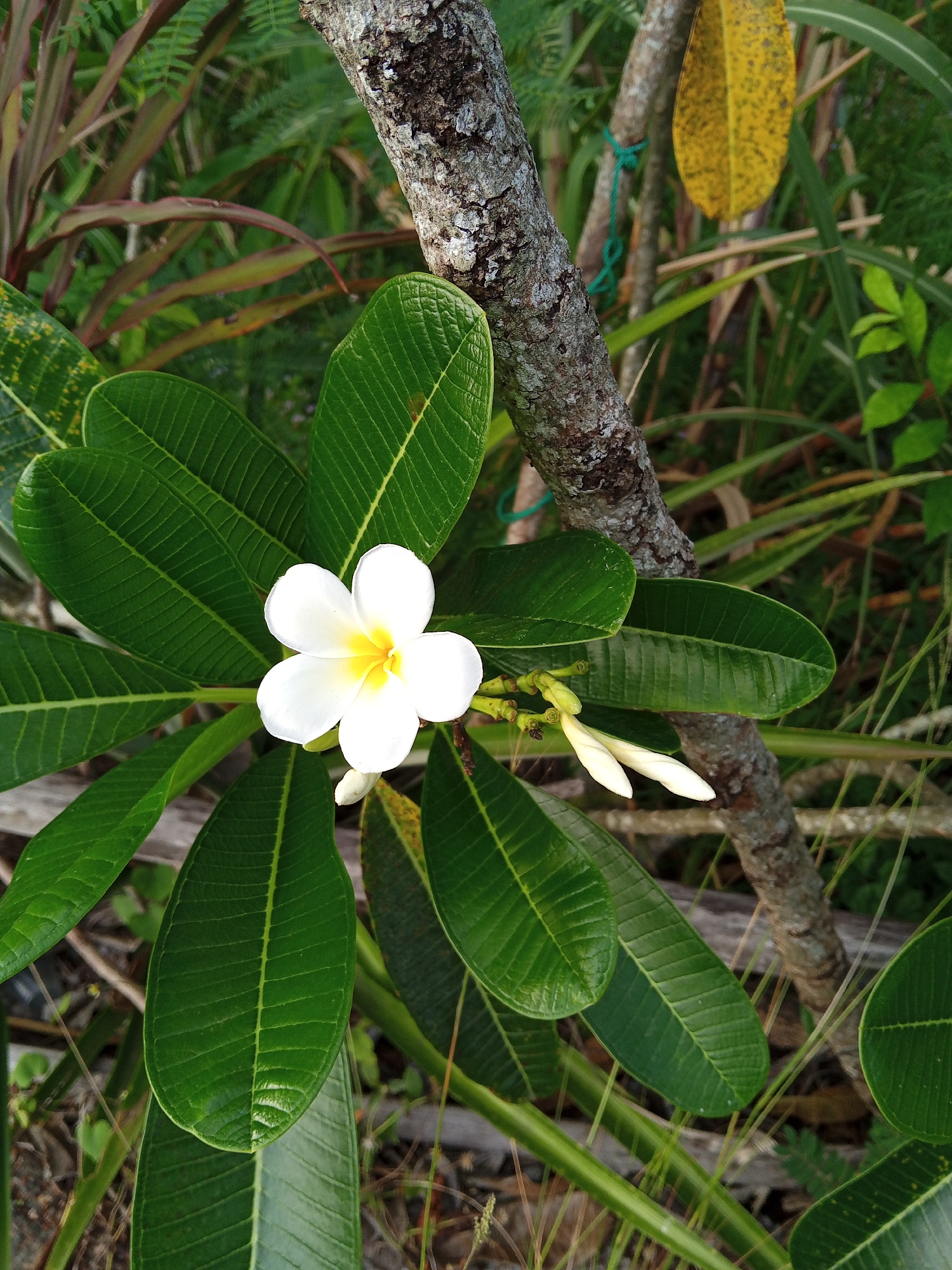 The image shows a close-up of a white and yellow plumeria flower with green leaves, positioned near a tree branch. The branch has a rough, textured bark. Additional vegetation, including green leaves and some brown grass, is visible in the background. A yellow leaf hangs from the branch. The location is Uteunreutoh, Indonesia, as requested. No people are visible in the image. The image focuses on the plumeria flower and its immediate surroundings.