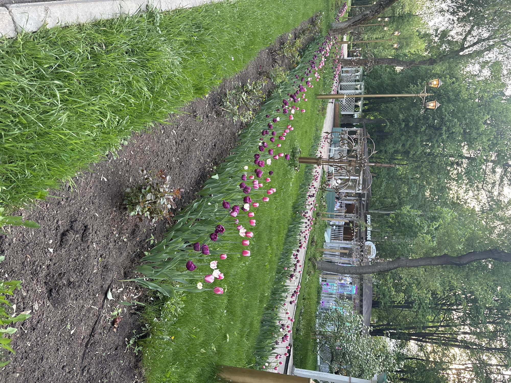 The image depicts a flowerbed of tulips along a path in a park. The flowers are primarily purple and pink. The path is adjacent to grass and a curbstone. In the background, there are trees, lampposts, and a building that appears to be a cafe or restaurant. The name of the location is “вкус и кофе”. The location is probably in the city of Perm, Russia.