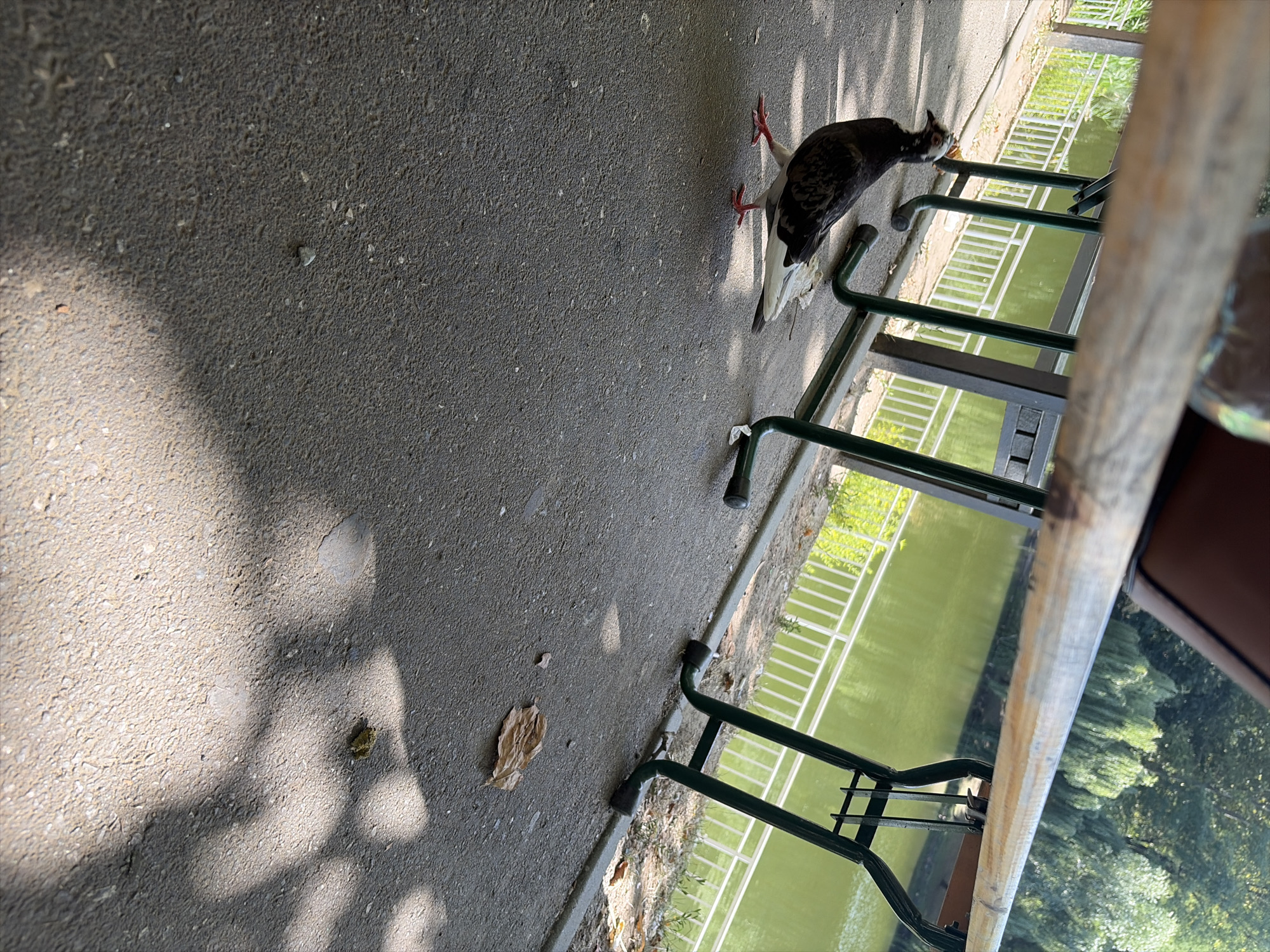 A pigeon is walking on an asphalt pathway near a body of water. The pigeon is mostly dark gray and black with white wingtips and a white patch on its chest. Its legs and feet are bright red. Behind the pigeon, a lake is visible, with trees lining its far bank. A white metal fence runs along the edge of the pathway, separating it from the lake. A wooden picnic table with green metal legs is positioned over the pathway, casting shadows. A few dried leaves and small pieces of debris are scattered on the asphalt. The image appears to have been taken outdoors in a park or recreational area, likely in Chișinău, Moldova, given the presence of picnic tables by a lake and mature trees. There are no people visible in the image.