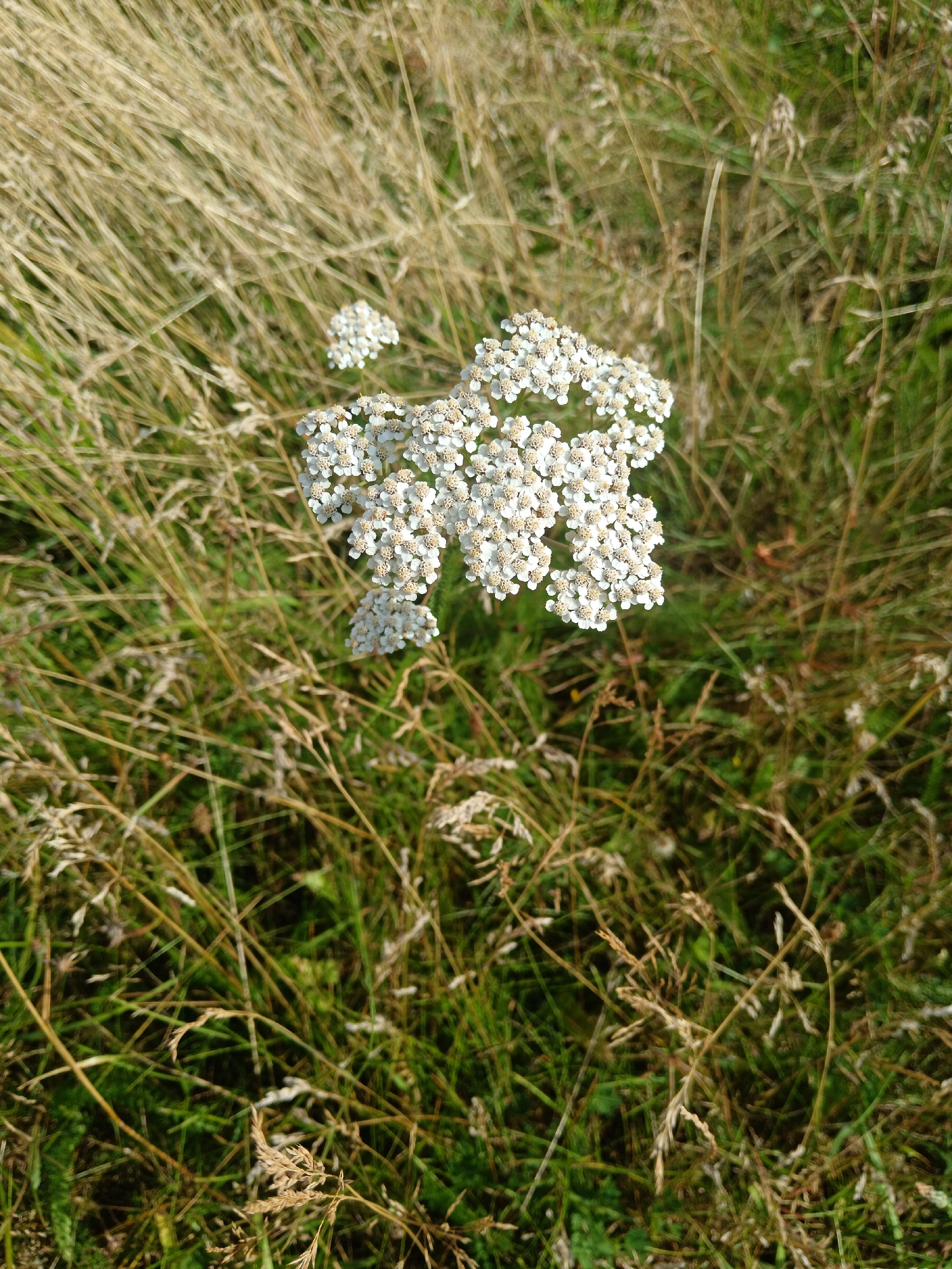The image shows a close-up, overhead view of a cluster of small white wildflowers in a field of dry grass and green vegetation. The flowers are delicate and appear to be yarrow, with many tiny florets forming a flat-topped or slightly domed cluster. The surrounding grass is a mixture of dry, straw-colored stalks and patches of green. The lighting suggests it is daytime, possibly late afternoon or early morning, given the shadows cast by the grass. The scene is natural and appears to be in an uncultivated outdoor space. No people, structures, or other objects are visible. The exact location within Varel, Germany, cannot be determined from the image alone.