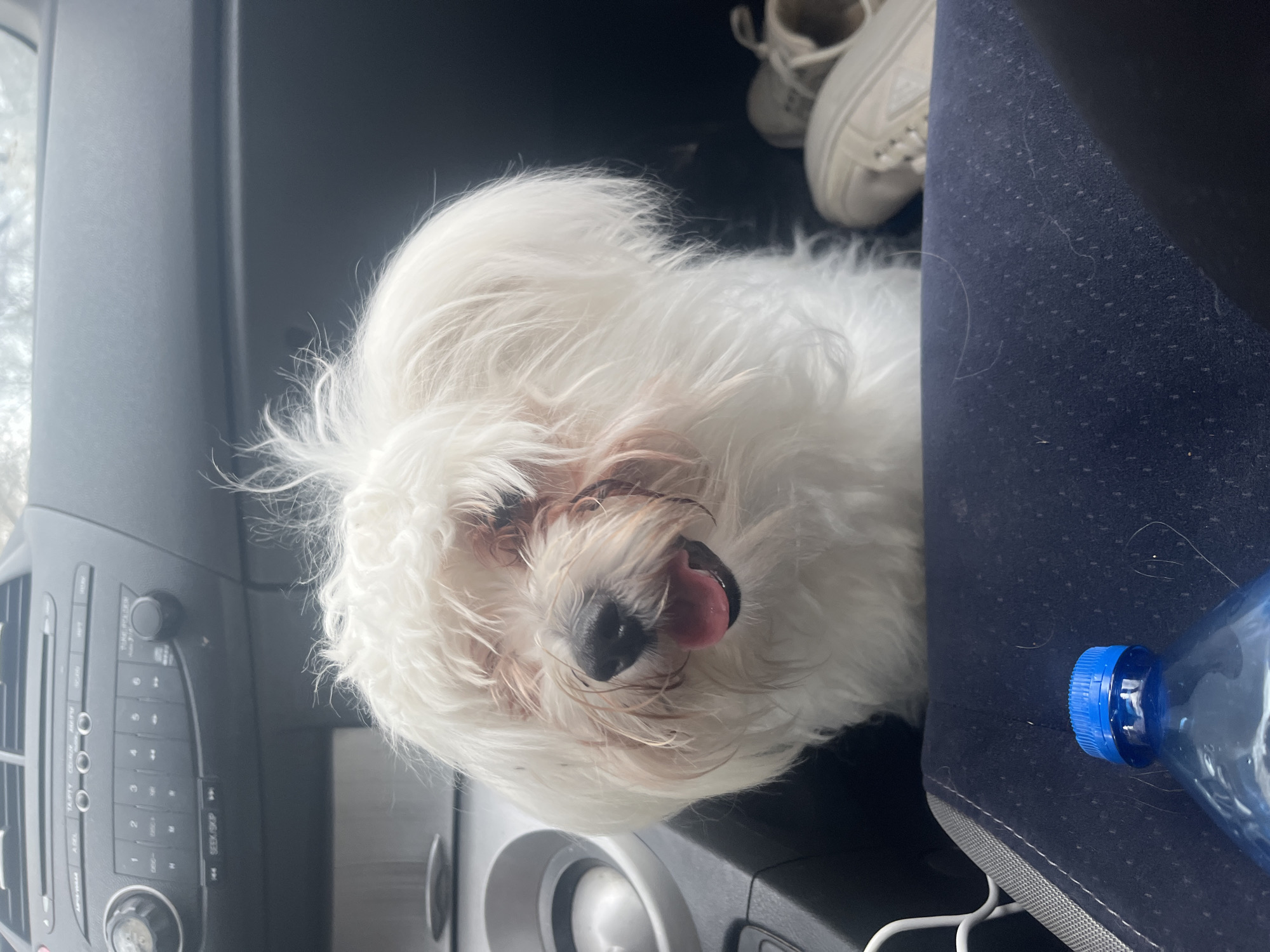 A white Maltese dog sits in the passenger seat of a car. The dog's tongue is visible. To the left, the car's radio and air vents are visible. To the right, a navy blue seat and a plastic water bottle are visible. In the background, there is a pair of white sneakers. The car's interior suggests a vehicle and a setting that is most likely taking place indoors. The image does not provide specific details to locate the city of Varna, Bulgaria.