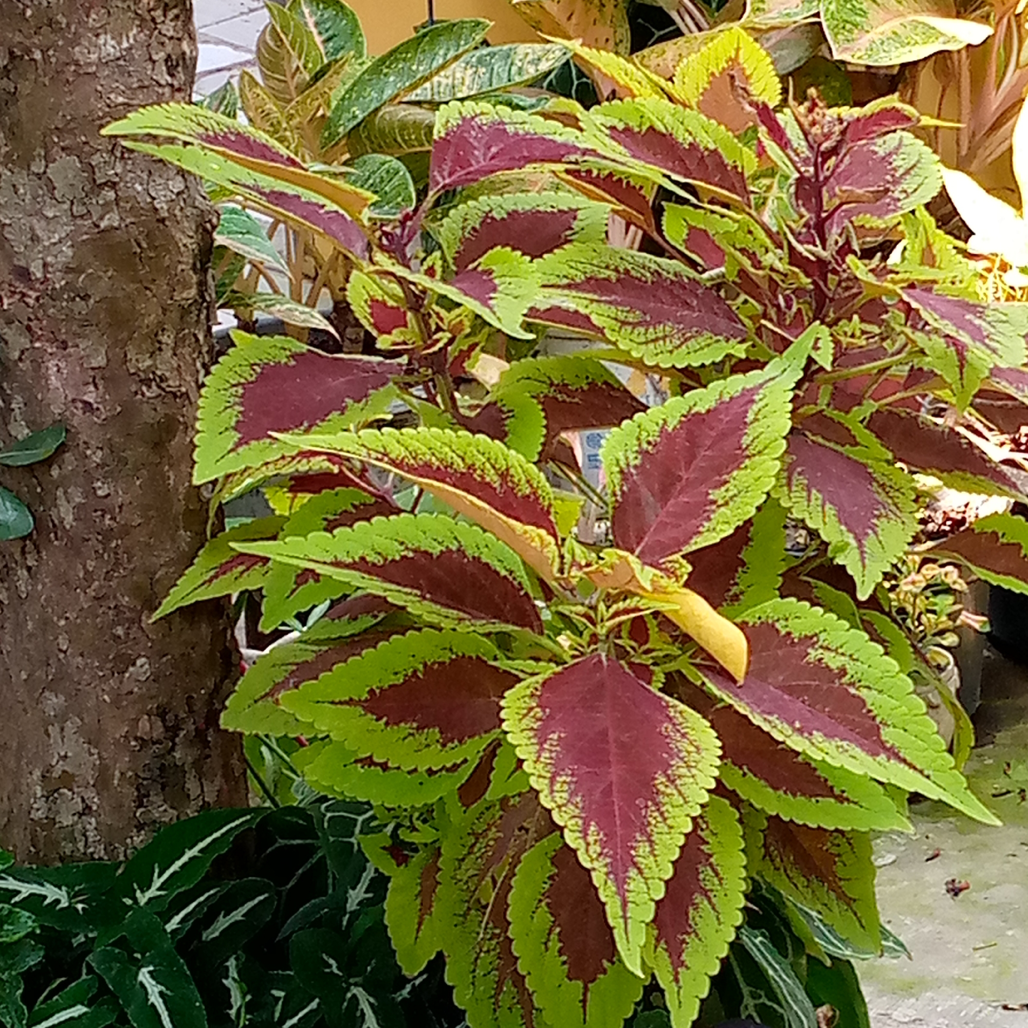 An outdoor medium shot captures a close-up of a variegated plant with serrated leaves in shades of deep purple and bright green, accented by a yellow stem. The plant is positioned to the right of a thick, textured brown tree trunk. In the lower left corner, a dark green plant with thin white stripes is visible. The background is softly blurred, showing other greenery and a light-colored surface, possibly a wall or pavement. The scene appears to be in a garden or planted area in Sumberwono, Indonesia. There are no people or discernible actions.