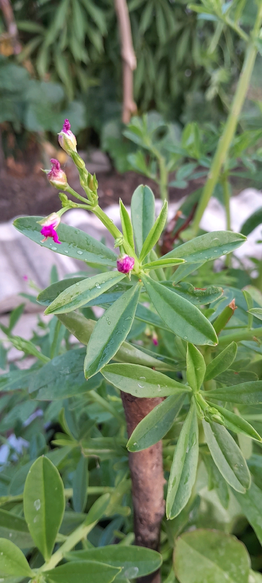 A close-up, vertical, eye-level shot showcases a flowering plant with vibrant green, succulent-like leaves, some of which are adorned with water droplets. The plant's stem is thick and brown, supporting multiple branches. Small, bright pink flower buds are visible, with one open flower delicately unfurling its petals. The background is a blur of green foliage and a hint of brown soil, suggesting an outdoor setting, possibly a garden in Bendungan, Indonesia. The lighting indicates it is daytime, with soft, diffused light. There are no people or animals present in the frame.