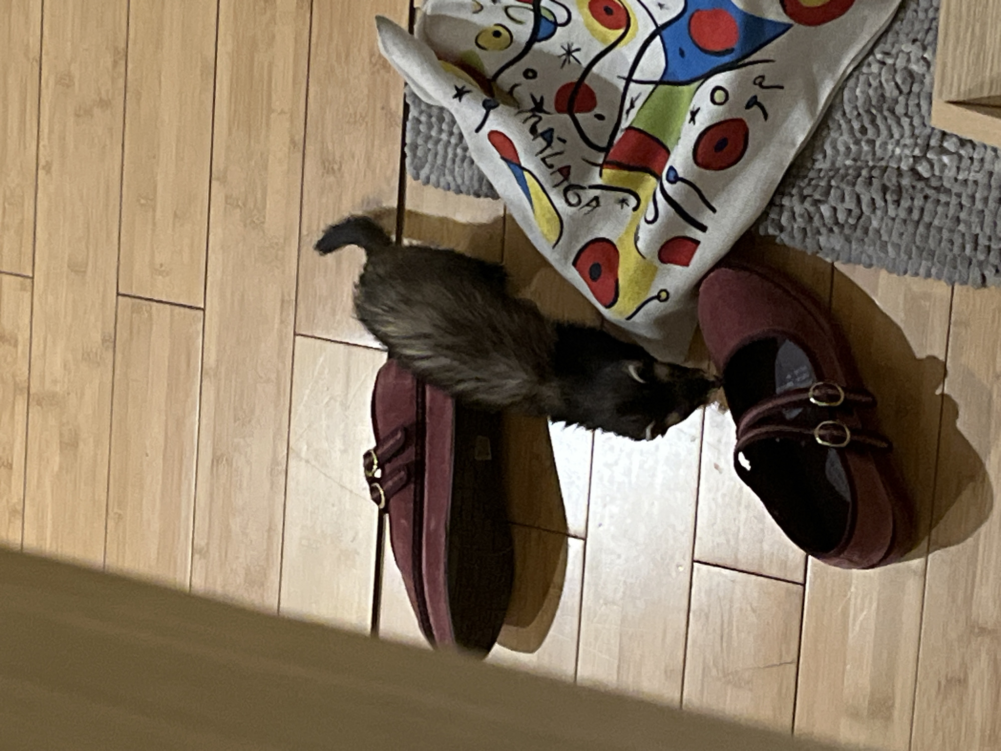 A ferret stands between two maroon-colored shoes on a light wood floor. A white pillow with an abstract design is next to the right shoe, and a grey rug is partially visible behind the pillow. The scene's location is not discernible from the image.