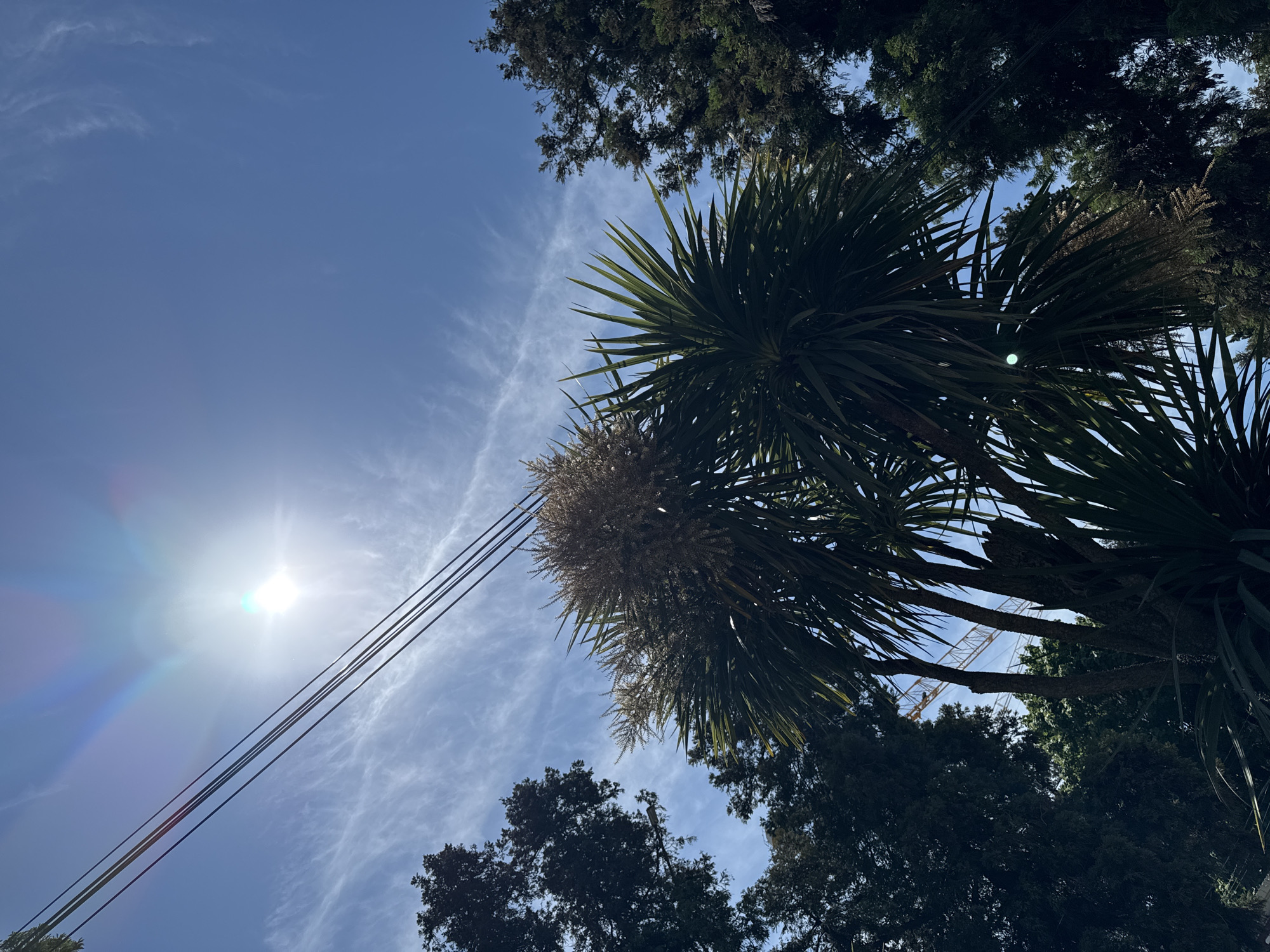 The image, taken from a low angle, shows a bright blue sky with wispy cirrus clouds and the sun. Power lines stretch across the sky, passing near a palm tree and other, darker green trees. A pale, dense flower cluster is also visible. A construction crane can be glimpsed through a gap in the trees. Based on the type of vegetation, it is possible that the location is Sochi, Russia, known for its subtropical climate and coastal setting.