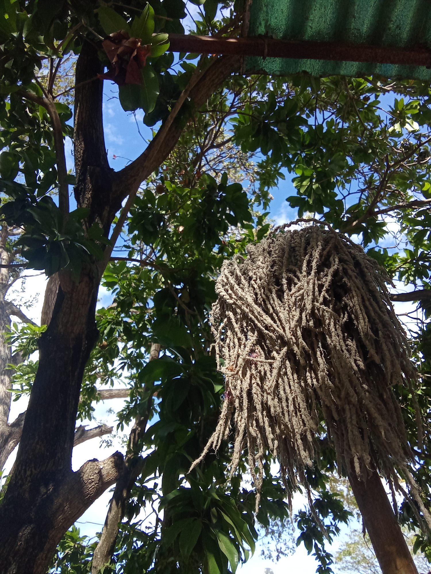 The image depicts a scene in Juan Griego, Venezuela, featuring a dense cluster of hanging palm flowers, possibly from a Caryota urens tree. The inflorescence dominates the foreground, appearing almost like a mop or fibrous mass. The flowers hang amidst the foliage of several trees, with leaves of various shapes and sizes visible. Tree trunks and branches are visible, some appearing darker in color and others lighter, suggesting different species or ages. A patch of blue sky is visible through the canopy. A corrugated metal roof can be seen in the upper right corner of the frame.