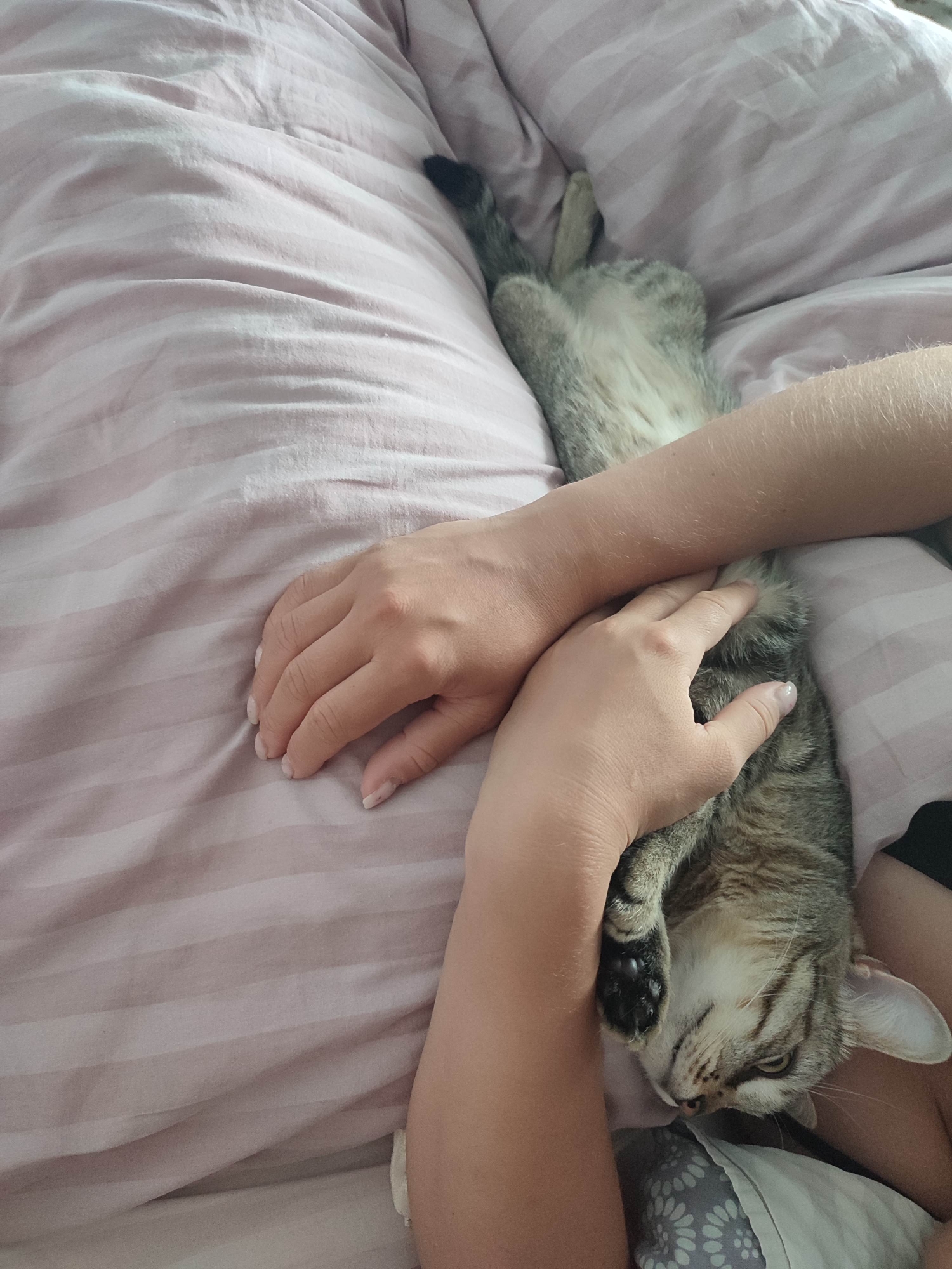 An overhead shot shows a tabby cat and two hands on a pink striped bed. The cat is lying on its back, with its legs in the air, and one paw near its face. The hands are resting on the cat and the bed. The bedsheets are pink with white stripes. The environment is a bedroom.