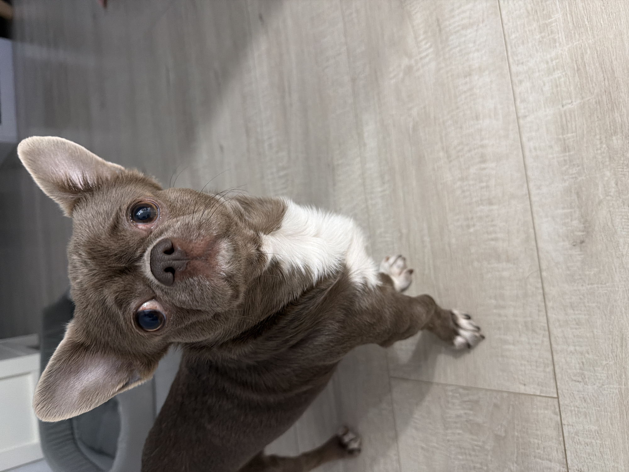 A small, brown and white Chihuahua-type dog with large, erect ears and dark eyes is the primary subject. The dog is standing on a light-colored, wood-patterned floor and is looking up at the camera. The dog's head is tilted slightly. The background is blurred. There is no indication of a location in Votkinsk, Russia.