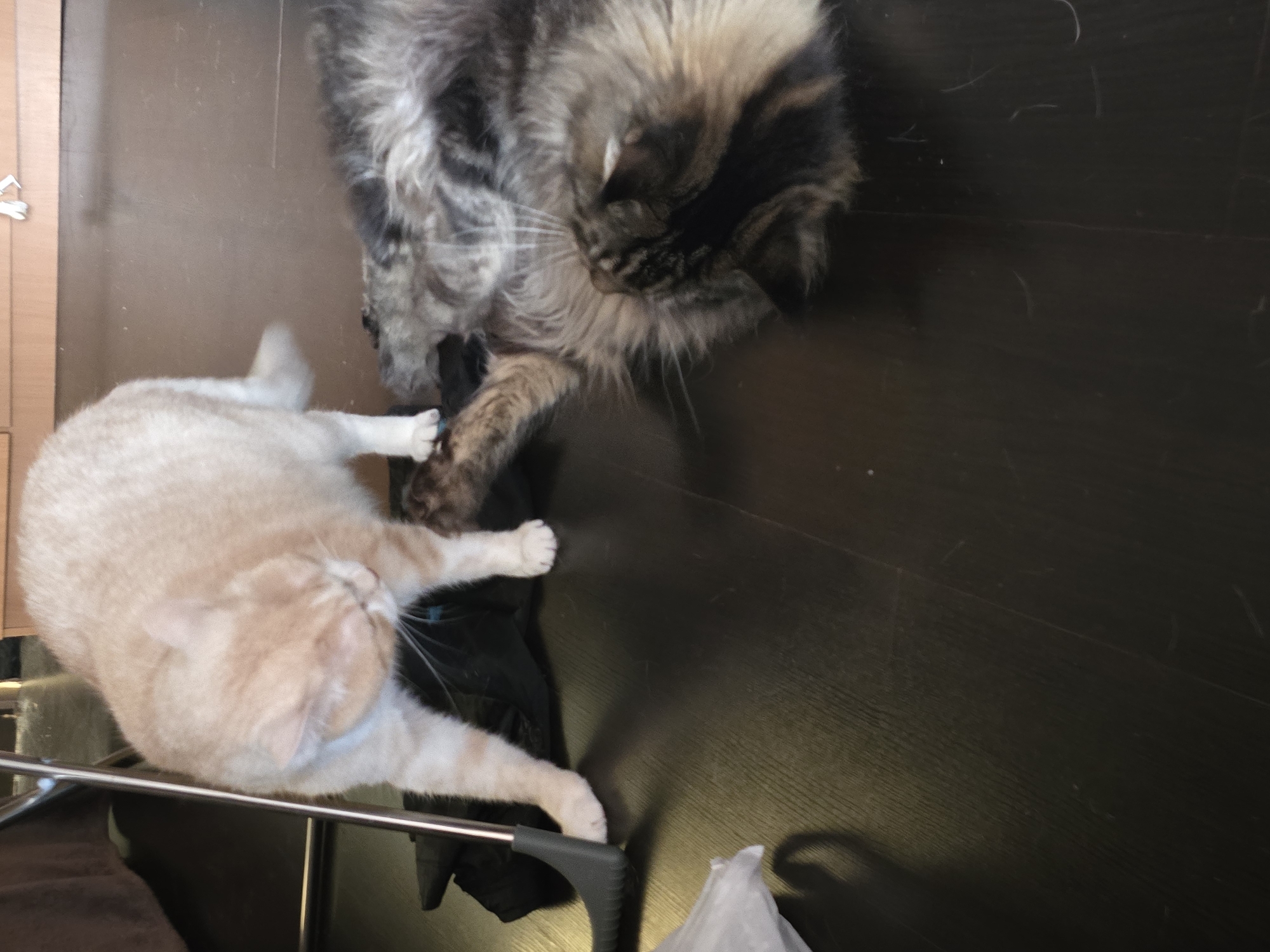 In Krasnoyarsk, Russia, on a dark wooden floor, two cats are engaged in play. A light orange cat, standing and leaning forward, appears to be playfully batting at a dark fabric item. Beside it, a fluffy grey and black cat is lying on its back, with its paws in the air, seemingly receptive to the interaction. The environment suggests an indoor setting, possibly a home, with a hint of wooden cabinetry in the background.