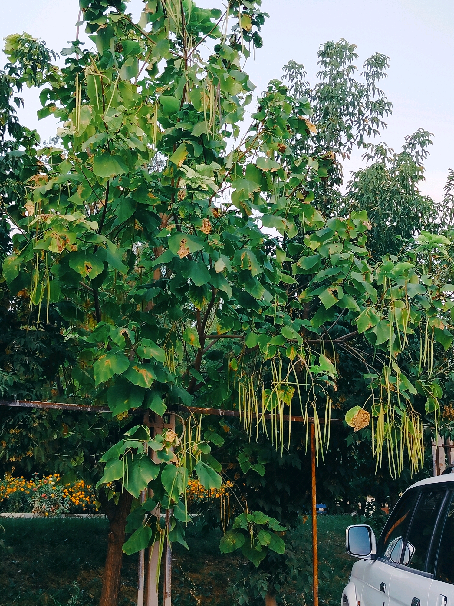 The image shows a tree with long, green seed pods hanging from its branches. The tree has large, heart-shaped leaves, some of which appear to be browning. In the background, there are other trees and a garden with yellow flowers. A white SUV is partially visible in the lower right corner of the image. The scene appears to be an outdoor setting in the city of Kölkent, Kazakhstan.
