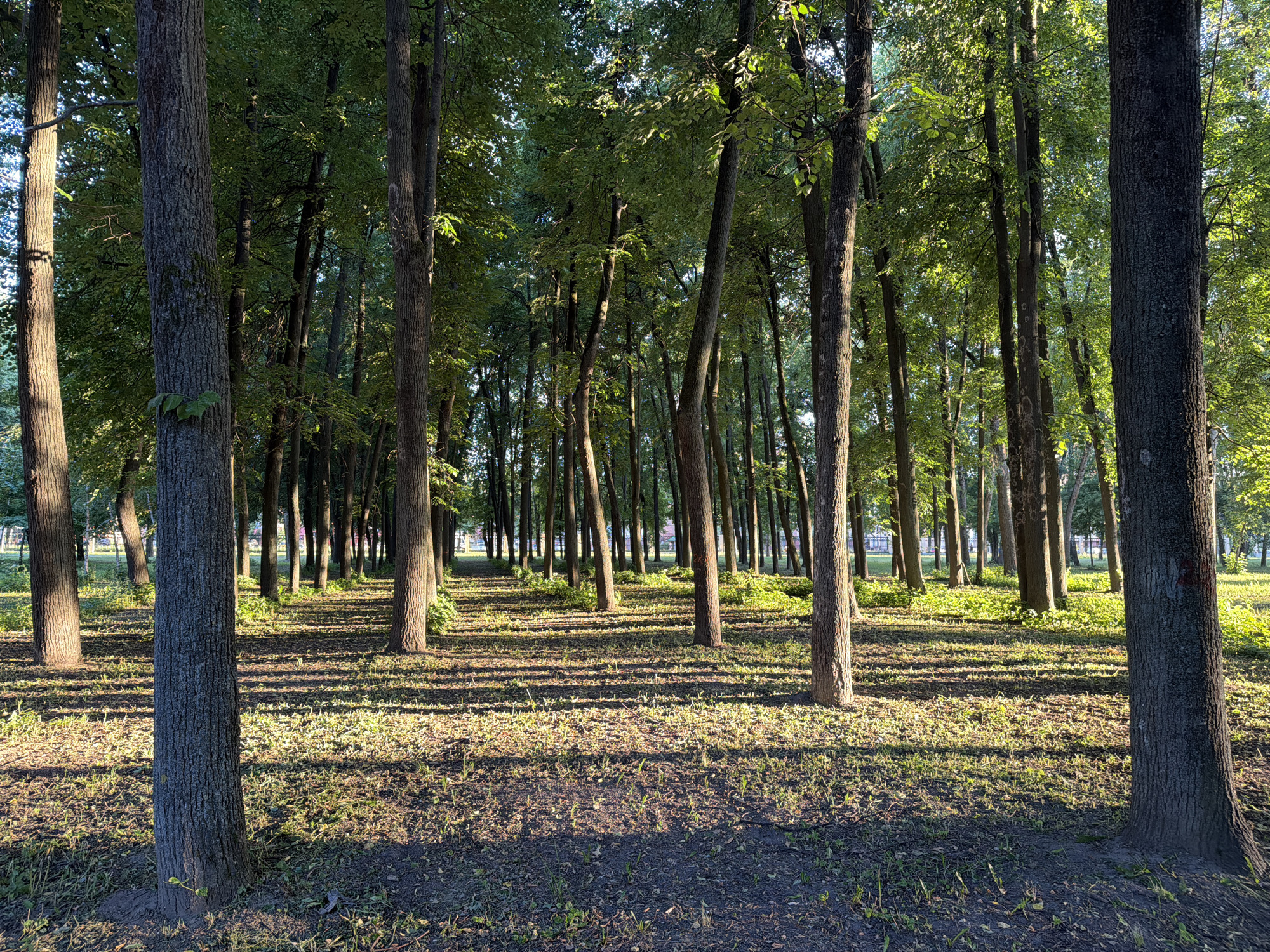The image depicts a sun-dappled pathway through a dense forest in Kolomna, Russia. Tall, mature trees with rough bark line both sides of the path, casting long, striped shadows across the grass-covered ground. The leaves of the trees are a vibrant green, indicating a summer or late spring setting. The pathway recedes into the distance, suggesting a park or a natural trail. The sunlight filters through the canopy, creating a peaceful and serene atmosphere. There are no people or animals visible in the scene, and no specific man-made objects are prominent, save for what appears to be a low fence or barrier in the far distance. The overall impression is one of natural beauty and tranquility.