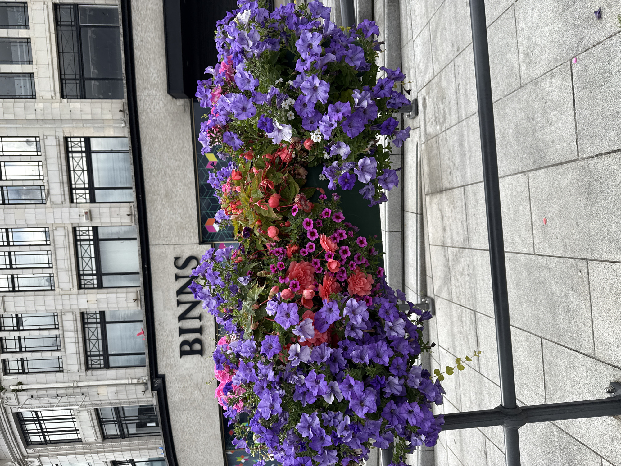 A wide shot captures a large, overflowing flower planter in front of the BINNS department store, located in Darlington, United Kingdom. The planter is a riot of color, predominantly filled with vibrant purple petunias, interspersed with bright pink and coral-colored flowers, likely begonias. The flowers cascade over the sides of a dark green trough, which is supported by a black metal railing. The BINNS store facade is visible behind the flowers, characterized by its light-colored stone cladding and numerous windows with black frames. The paving stones in front of the store are a light gray, laid in a grid pattern. The overall scene suggests a well-maintained urban environment, with the colorful flowers adding a touch of natural beauty to the architectural backdrop.
