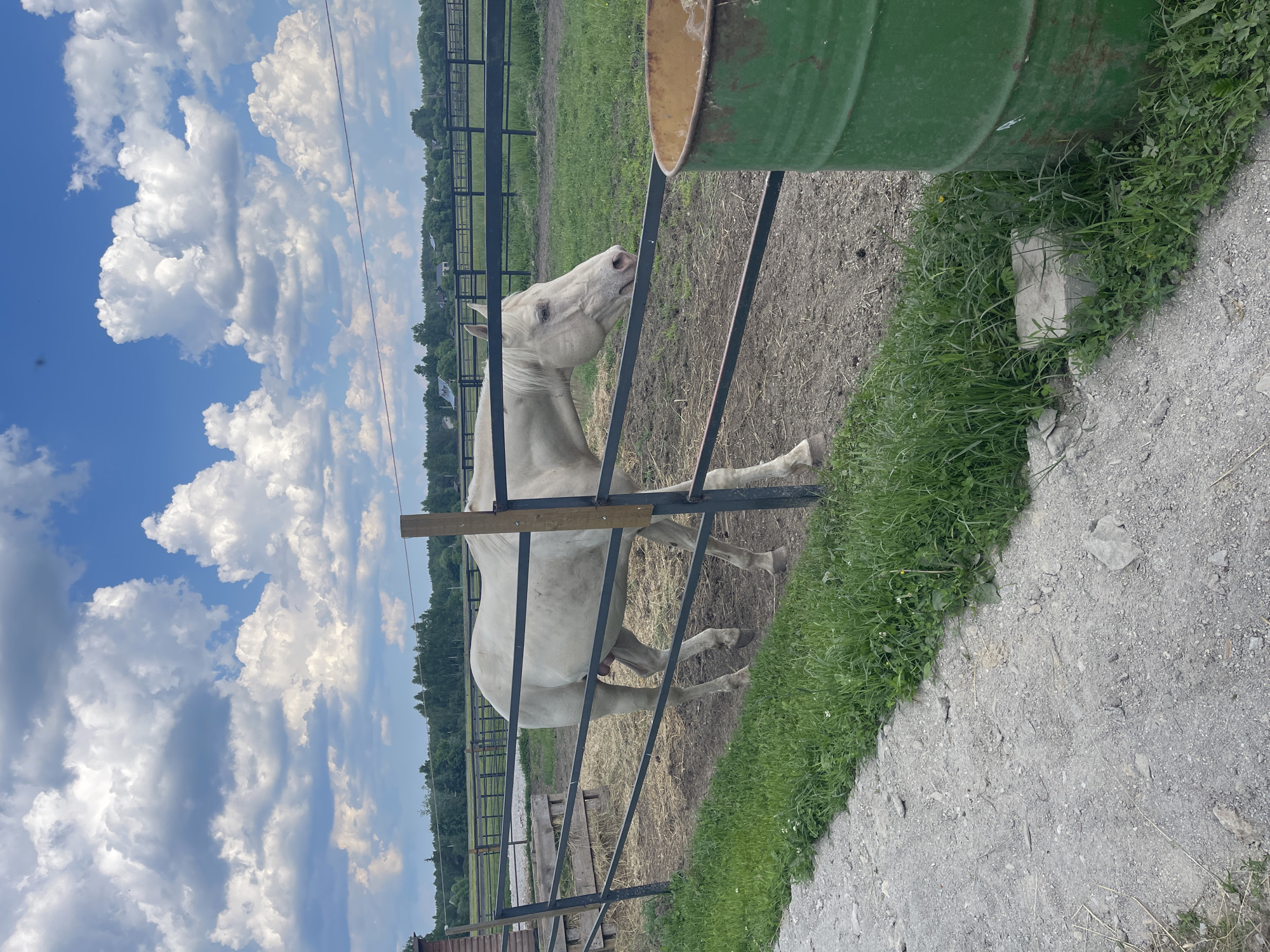 A white horse is standing in a paddock behind a black metal fence. The horse is facing to the right and appears to be looking down. The paddock is covered in dirt and straw, with some grass growing along the fence. In the background, there are more paddocks and fences, as well as a line of trees. The sky is blue with scattered white clouds. To the right of the image, a large green metal barrel is visible. The scene appears to be a rural setting, likely a farm or equestrian center.