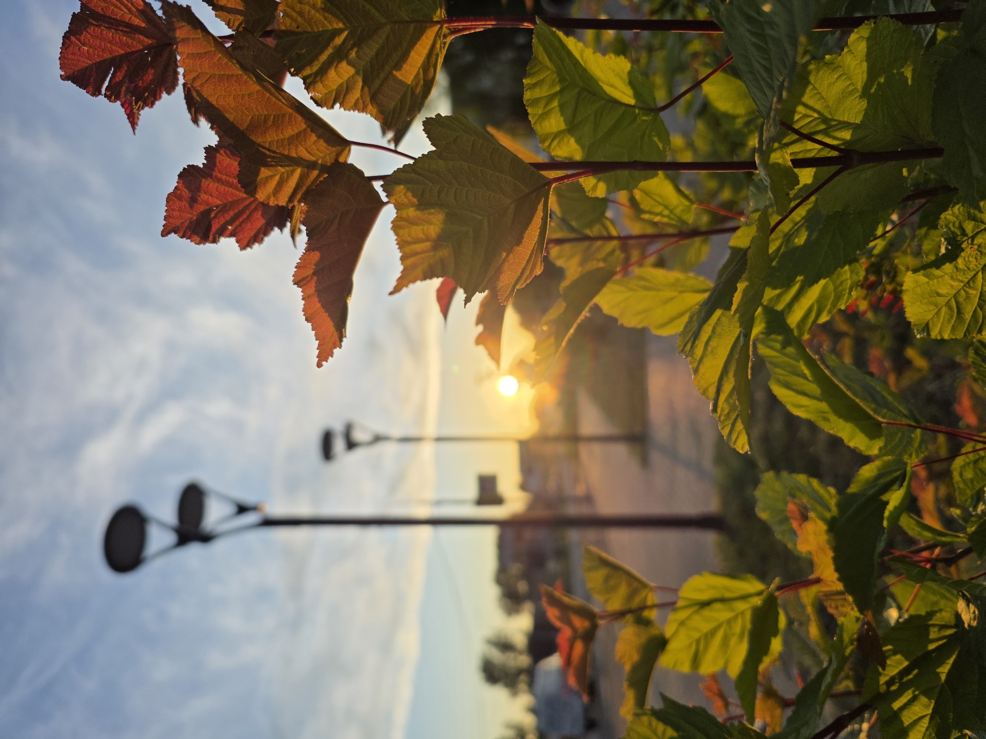 The image presents a vibrant natural scene, likely captured during either sunrise or sunset in Chaikovsky, Russia. The perspective is rotated, showing a close-up of plant foliage in the foreground against a blurred background of the sky and a distant urban or park setting.
The main subjects are the leaves of a tree or large bush, which are sharply in focus. Many of these leaves are heavily backlit by the low sun, creating a translucent, glowing effect. Their colors range from rich reddish-brown to a bright golden-green, with the warm light emphasizing their intricate veins and serrated edges. Some leaves show minor imperfections or damage.
In the softly diffused background, a bright, circular sun emits a strong golden-orange glow, positioned low in the frame. Above it, the sky is a clear blue, interspersed with delicate white clouds. Silhouetted against the sky are two dark, out-of-focus streetlights or lampposts, each with multiple light fixtures. Below these and further in the distance, a blurred path or road is visible, alongside indistinct shapes that suggest buildings or other structures, all bathed in the warm, atmospheric light.
The scene conveys a peaceful and serene atmosphere, highlighting the beauty of nature at a transitional time of day. No people or animals are visible, and there is no discernible text in the image.