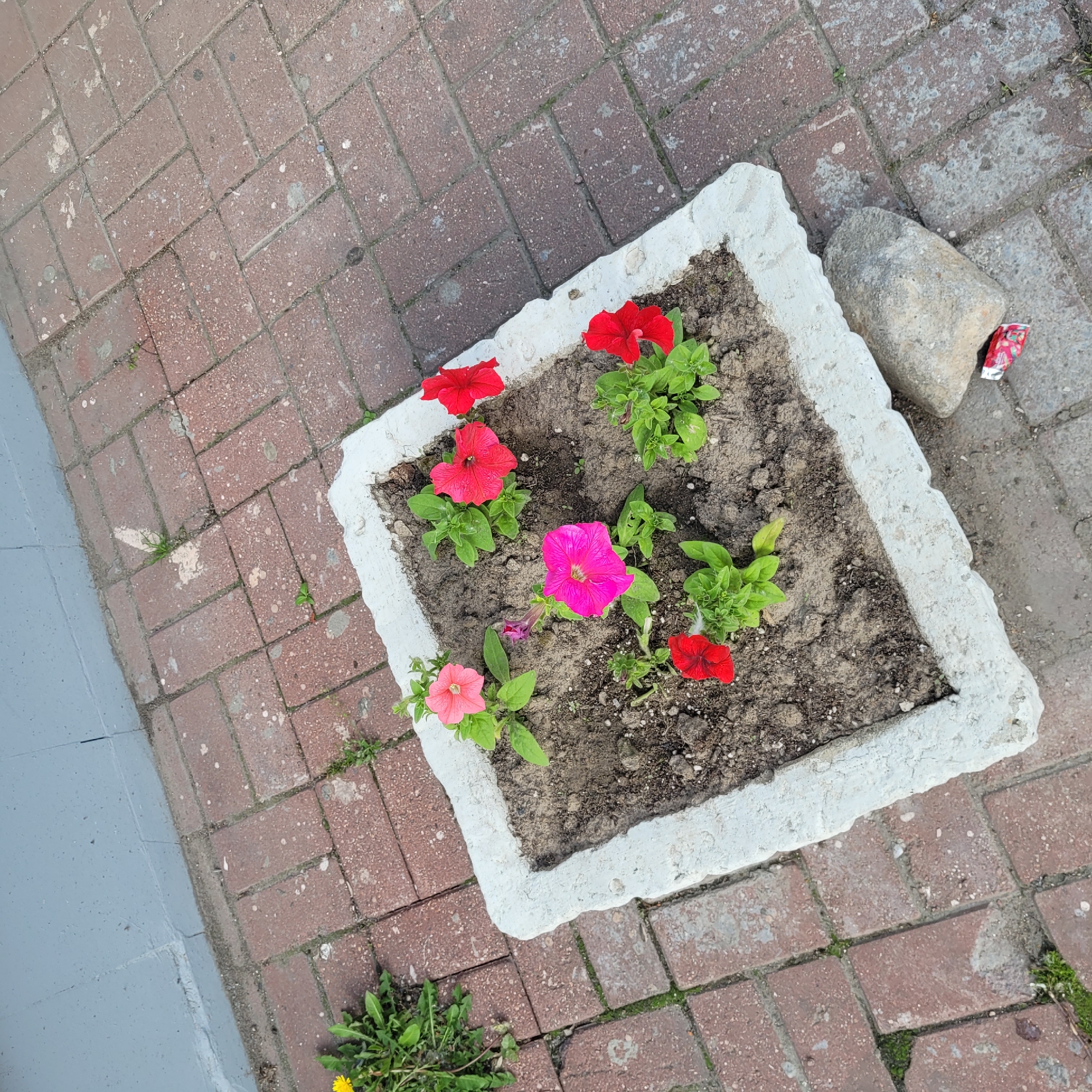 An overhead shot captures a square, white-painted concrete planter filled with dark soil and colorful flowers, surrounded by reddish-brown brick paving. The planter contains several petunias in various stages of bloom, featuring vibrant shades of red, pink, and fuchsia, with healthy green foliage.
The brick pavers are laid in a herringbone pattern and show signs of wear, including light-colored stains, specks, and small patches of moss or weeds growing in the crevices. To the immediate right of the planter, a large, light-colored stone rests on the pavers, with a crushed red and white aluminum can (possibly a soda can) partially visible next to it. To the left of the brick paving, a smooth, grey surface, possibly concrete or asphalt, runs alongside. Near the bottom left corner, some green weeds and a single yellow dandelion are visible. The scene is outdoors and appears to be under clear daylight conditions. No specific activity is depicted.
