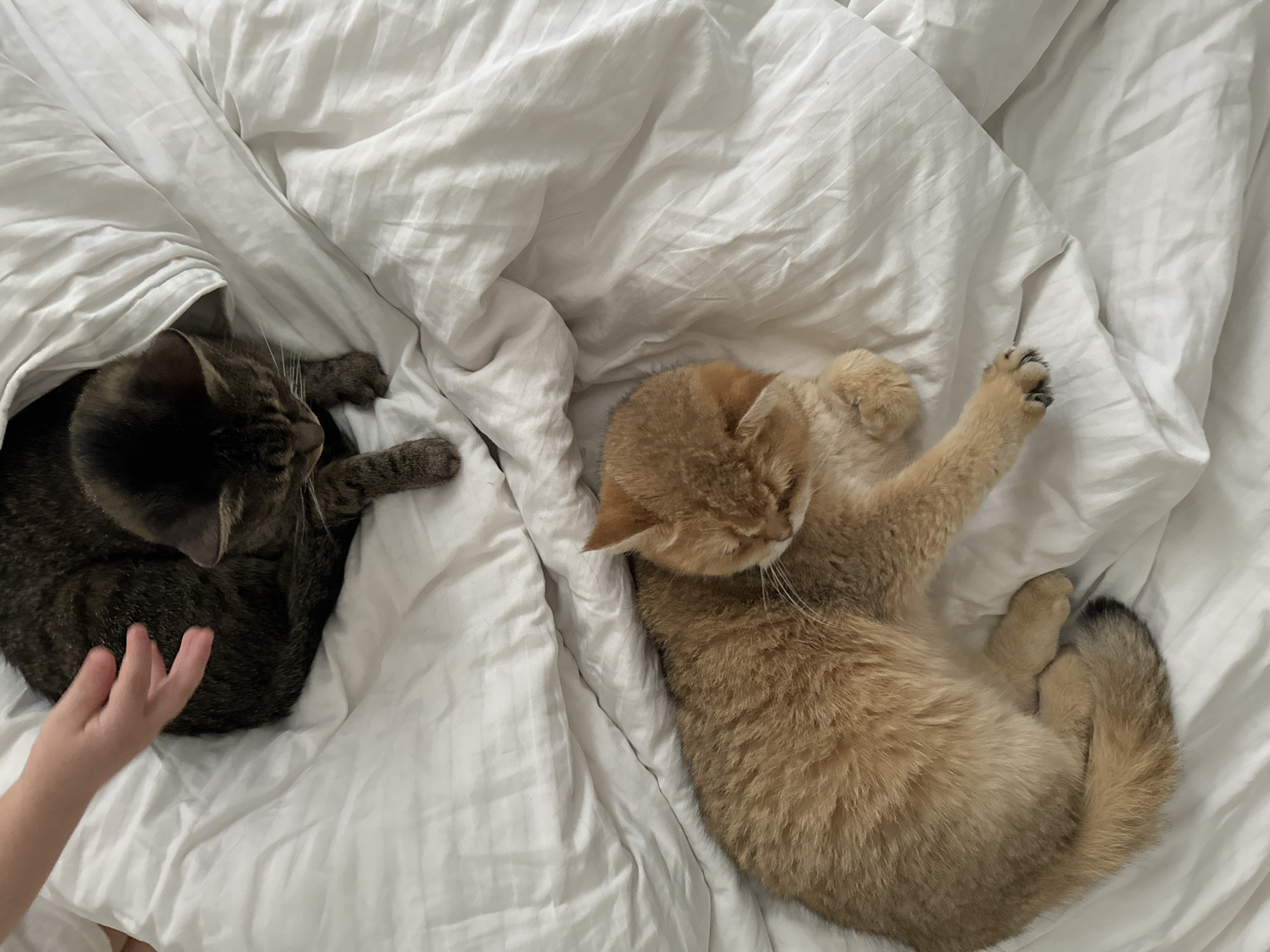 This overhead shot captures a serene domestic scene featuring two cats and a child's hand on a bed in what appears to be a bedroom in Odintsovo, Russia. The bed is covered with clean, white bedding, likely a duvet, which has subtle striped patterns and soft wrinkles.
On the left side of the frame, a dark brown tabby cat is partially tucked under the white duvet, with its head and front portion visible. It appears to be resting or sleeping comfortably. A child's small hand reaches gently from the lower-left corner towards this tabby cat, suggesting a tender interaction or an attempt to pet it.
To the right, a golden-brown or ginger-colored cat is sprawled on its back and side atop the duvet, curled into a relaxed position. Its paws are visible, and its fluffy tail, which has a darker tip, is curled around its body. This cat also appears to be asleep or deeply relaxed.
The overall atmosphere of the image is one of peace and coziness. The soft white bedding highlights the cats' fur colors and textures. No specific time of day is indicated, but the scene suggests a quiet, relaxed moment. There is no visible text in the image.