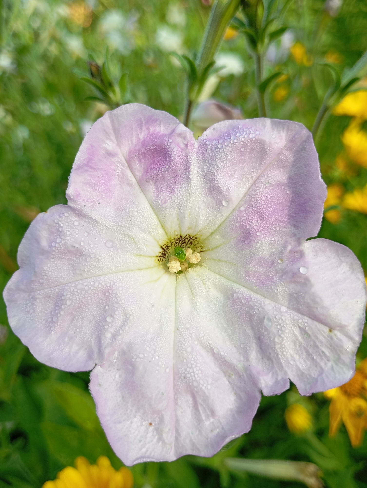 This is a close-up, eye-level, vertical shot of a single, dew-covered petunia flower in the city of Fokino, Russia. The flower is predominantly light purple and white, with dew droplets scattered across its petals. The center of the flower reveals green stamen and a yellow pistil. The background is softly blurred, featuring green foliage and hints of yellow flowers. The lighting suggests it is daytime, possibly morning due to the dew. There are no people or animals visible in the image.