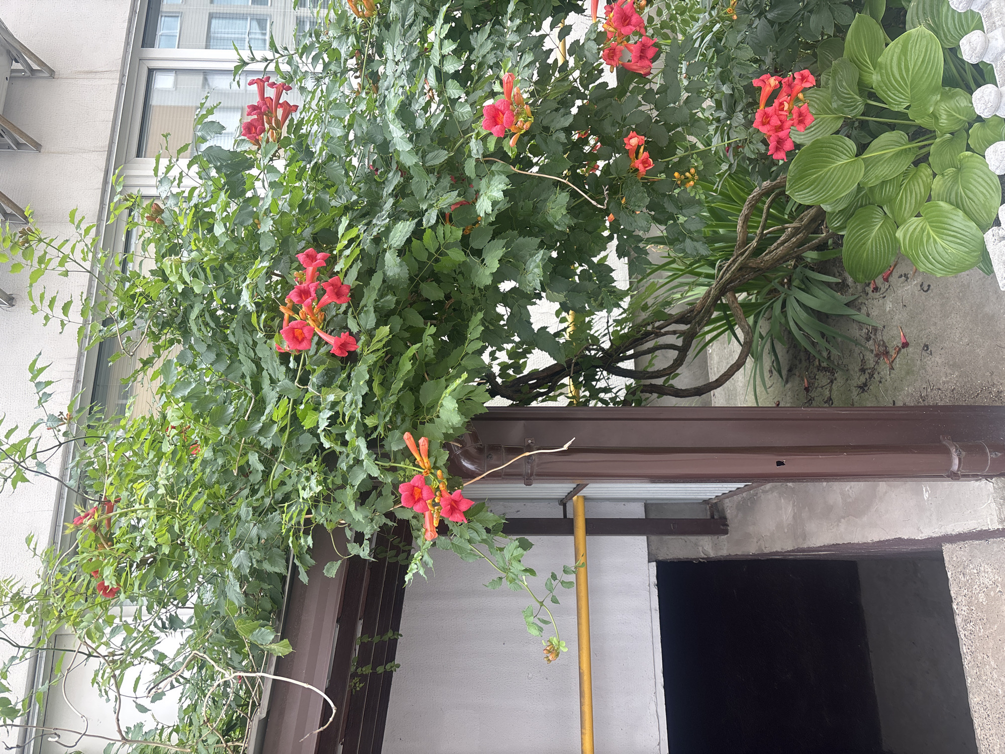 The image shows a climbing plant with bright red trumpet-shaped flowers and green foliage growing over a brown awning and drainpipe, next to a concrete building entrance. A large hosta plant with broad green leaves is visible in the foreground. The building appears to be a multi-story structure with windows. The scene is outdoors, with the entrance suggesting a residential or commercial area. No people are present in the image.