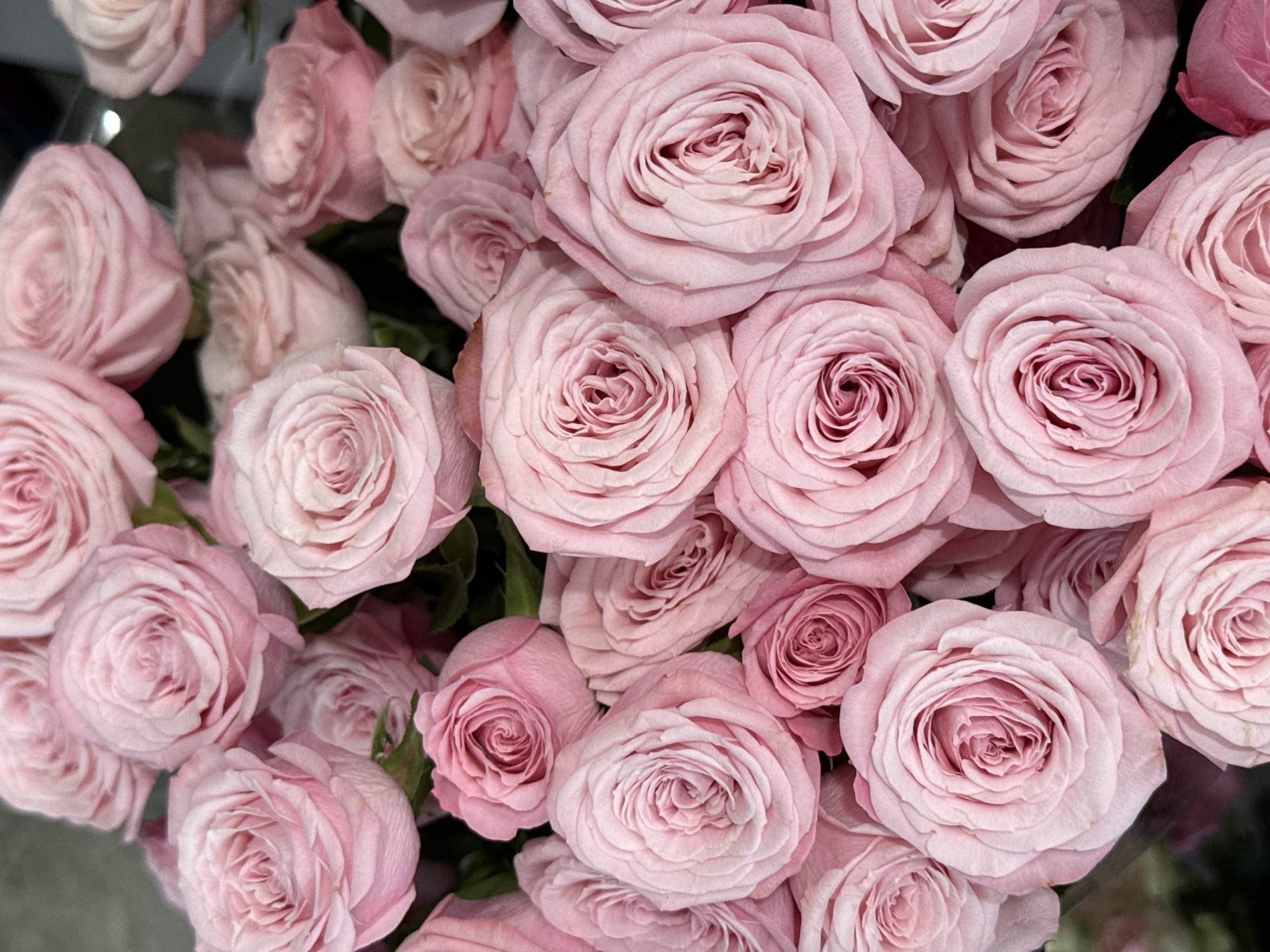 This is a close-up, overhead shot of a large bouquet of pale pink roses. The roses are the sole subject, filling the entire frame. They vary in fullness, with some fully bloomed and others still partially closed, showcasing intricate layers of petals. The lighting is soft and even, suggesting an indoor setting, possibly a flower shop or a home. There are no people, text, or external environmental cues visible. The overall impression is one of natural beauty and abundance.