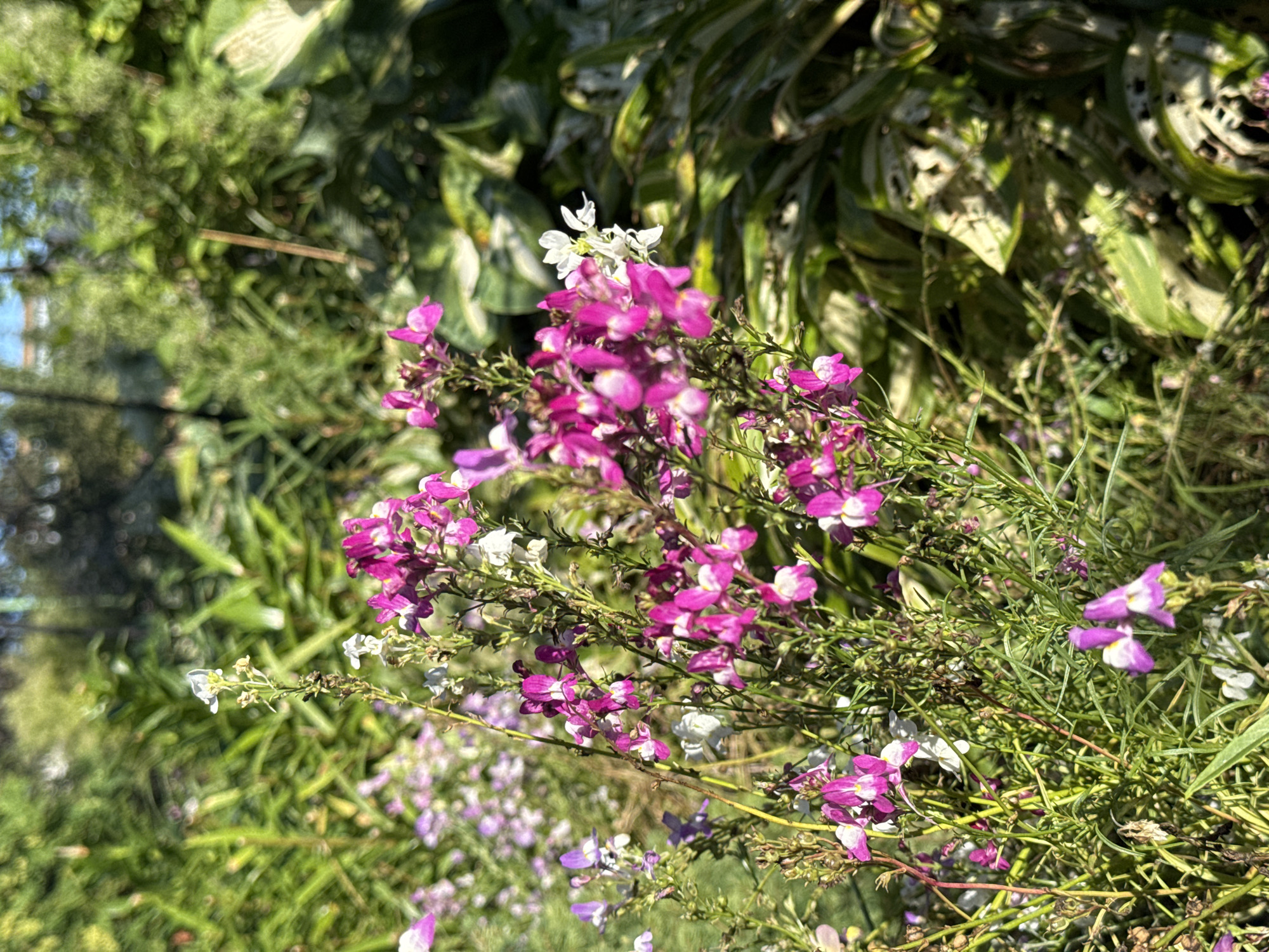 The image shows a close-up view of a flower bed with a variety of blooming flowers in shades of pink, purple, and white, interspersed with green foliage. The flowers are small and delicate, with some clusters of blossoms reaching towards the sunlight. The background is softly blurred, showing more greenery and hinting at a sunny outdoor environment. The scene appears to be in a garden or park setting within the city of Голышманово, Russia. There are no people or specific actions depicted, just a natural arrangement of flowers and plants.