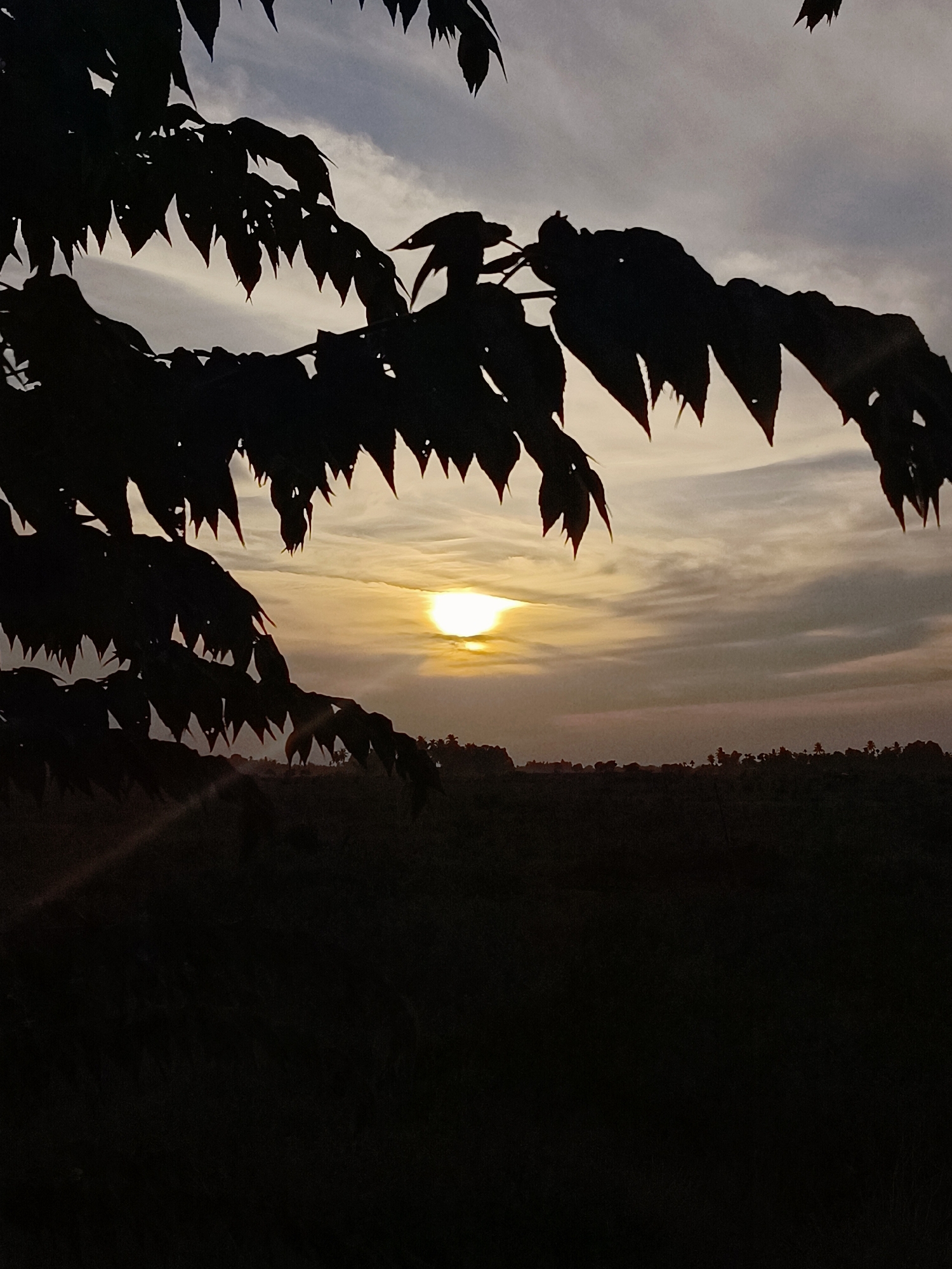 The image depicts a sunset viewed through the silhouettes of foliage in Meunasah Raya, Indonesia. The sun, a bright orb, is positioned in the center of the frame, partially obscured by wispy clouds that stretch across the sky. The foreground is dominated by the dark silhouettes of leaves and branches, creating a natural frame for the scene. Below the sky, a dark silhouette of trees and hills can be seen. The overall impression is one of serene natural beauty at dusk.