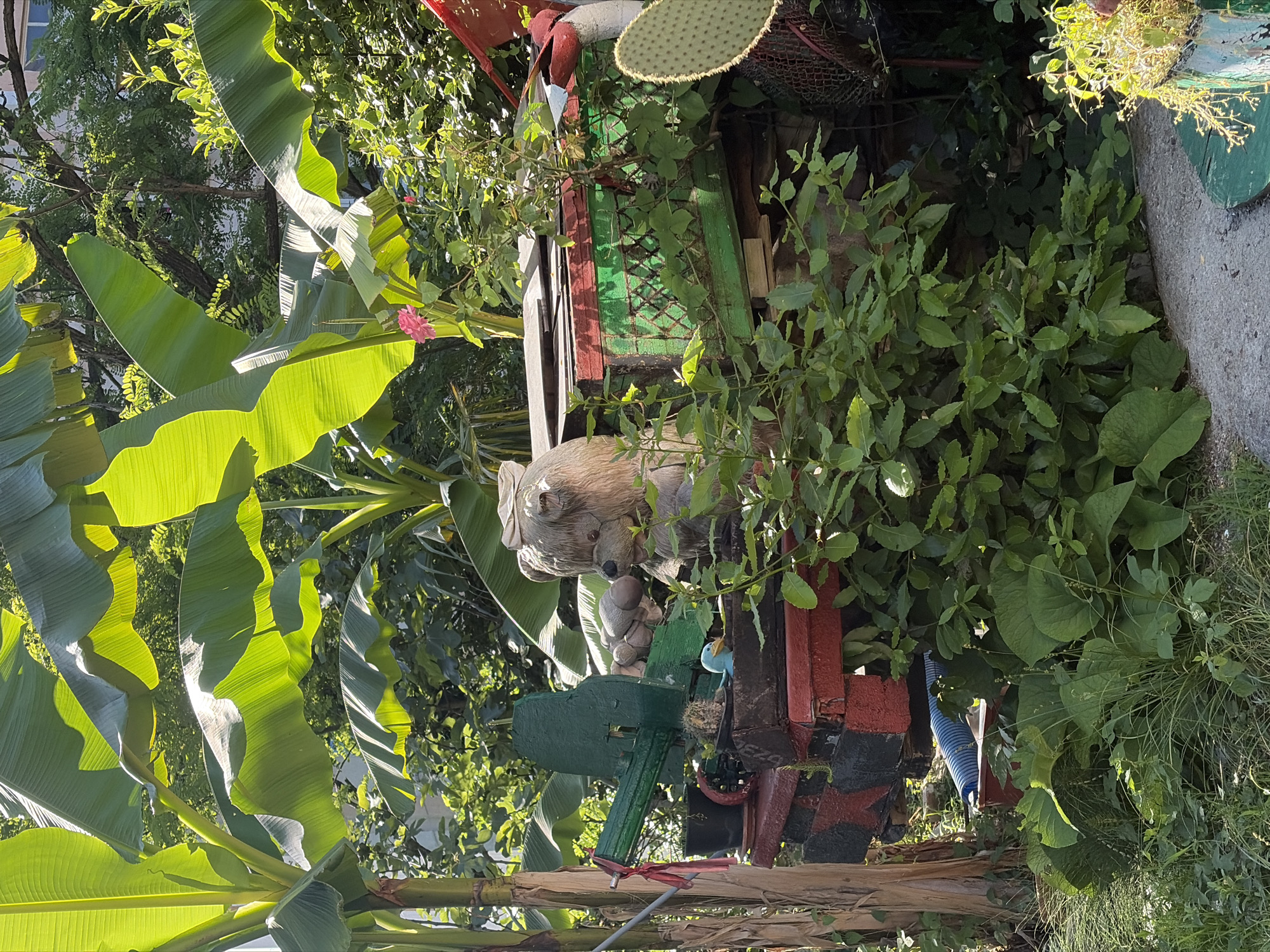 In a garden setting, likely in Sochi, Russia, a collection of whimsical objects are displayed amidst lush greenery. Dominating the foreground are large, vibrant banana leaves, their translucent surfaces illuminated by sunlight. To the right, a prickly pear cactus with its distinctive pads adds a touch of desert flora. The central focus is a wooden structure, resembling a makeshift cart or platform, painted in bold red and green. Perched atop this structure is a carved wooden bear, its head adorned with a simple hat. Beside it, a toy duck with bright blue plumage peeks out from a small container. A green, toy-like machine gun, painted in camouflage, is also mounted on the cart. The overall scene suggests a playful and eclectic outdoor decoration, possibly in a private garden or a small, unconventional park.
