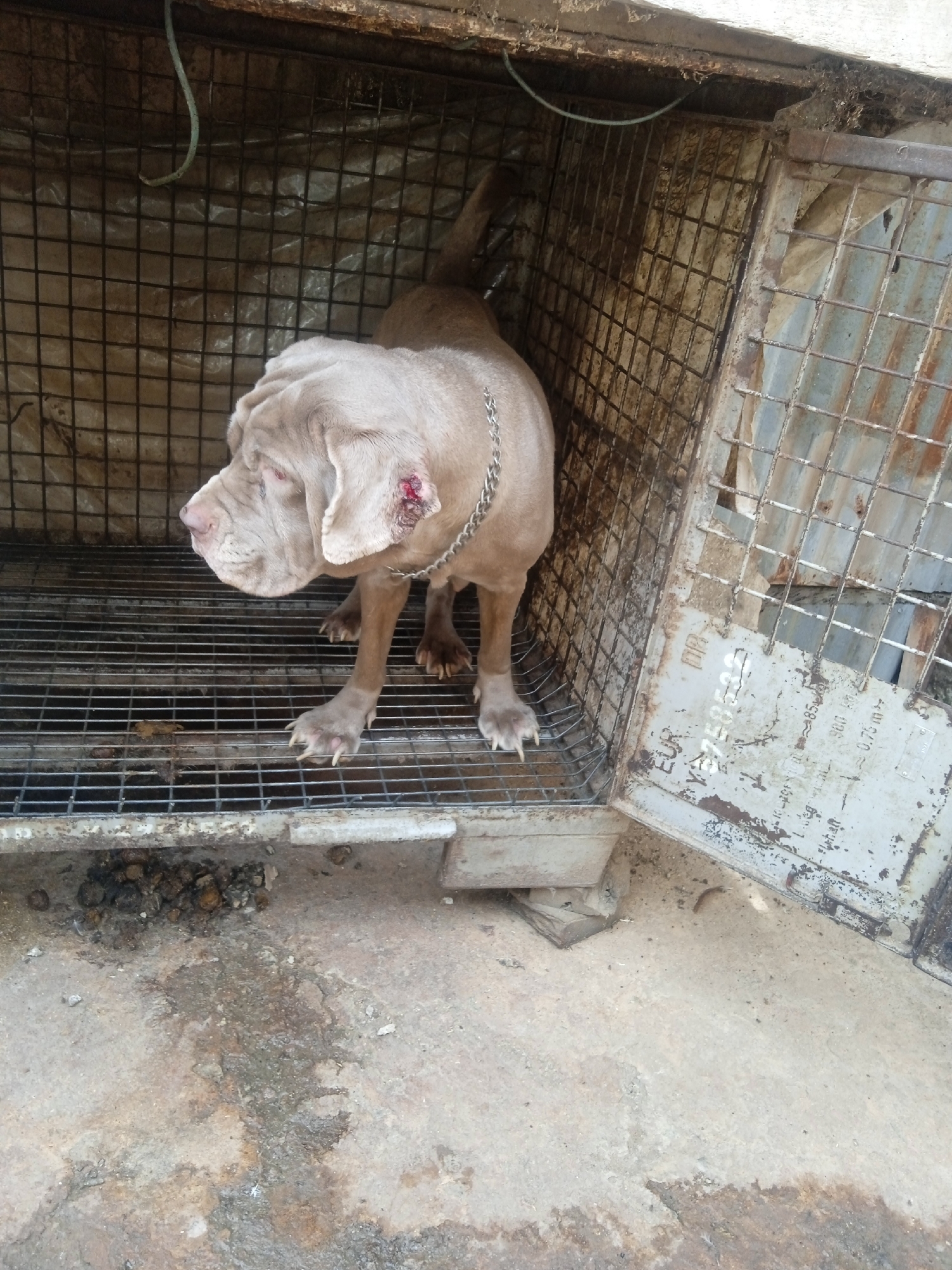 A light brown Neapolitan Mastiff dog with a heavy chain collar stands in a rusty, wire-mesh cage with an open door. The dog has a wound on its left ear. Excrement is visible outside the cage, on a damp, concrete floor. The location is Jos, Nigeria.