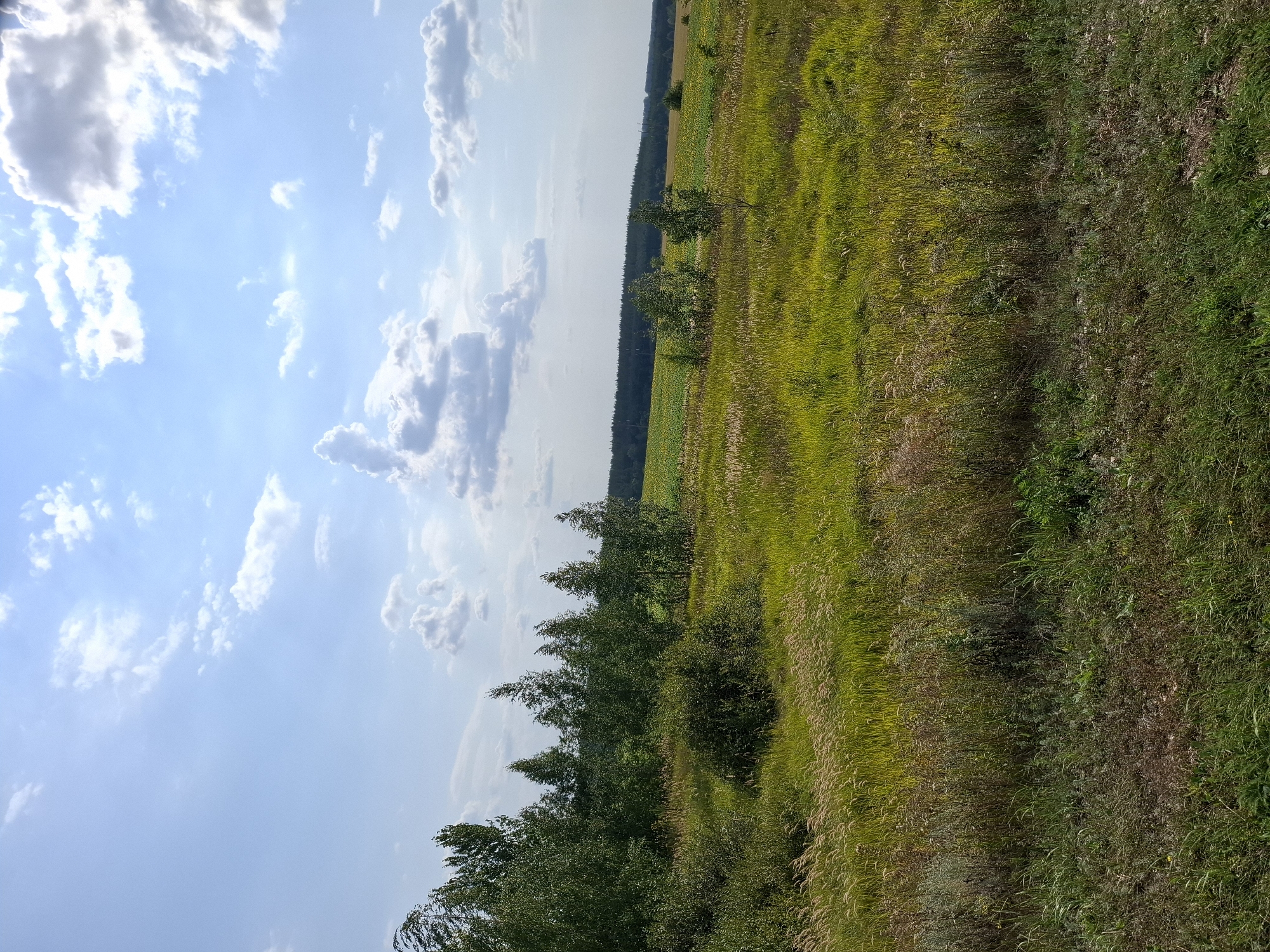 A wide-angle, eye-level outdoor shot captures a rural landscape under a bright, partly cloudy sky. The foreground is dominated by a dense, uneven field of green and brown grasses, with some taller, lighter-colored plumes reaching upwards. To the left and mid-ground, a cluster of deciduous trees forms a thick, dark green line, with some lighter green foliage visible. Beyond the trees, a vast, flat field stretches towards a distant, dark green tree line that marks the horizon. The sky above is a clear blue, punctuated by fluffy white clouds, some of which are casting subtle shadows on the landscape below. The scene appears to be an agricultural area, possibly on the outskirts of Atkarsk, Russia, given its expansive, open fields and scattered trees. There are no people or animals visible in the image.