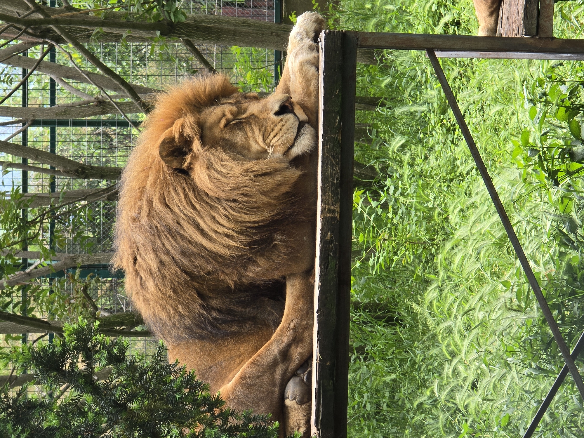The image shows a lion resting against a wooden post, likely part of an enclosure. The lion has a full mane and its eyes are closed. A tall grassy area is visible on the right side of the frame, while on the left, there's a mesh fence with tree branches visible behind it. The location is Unknown, Unknown.