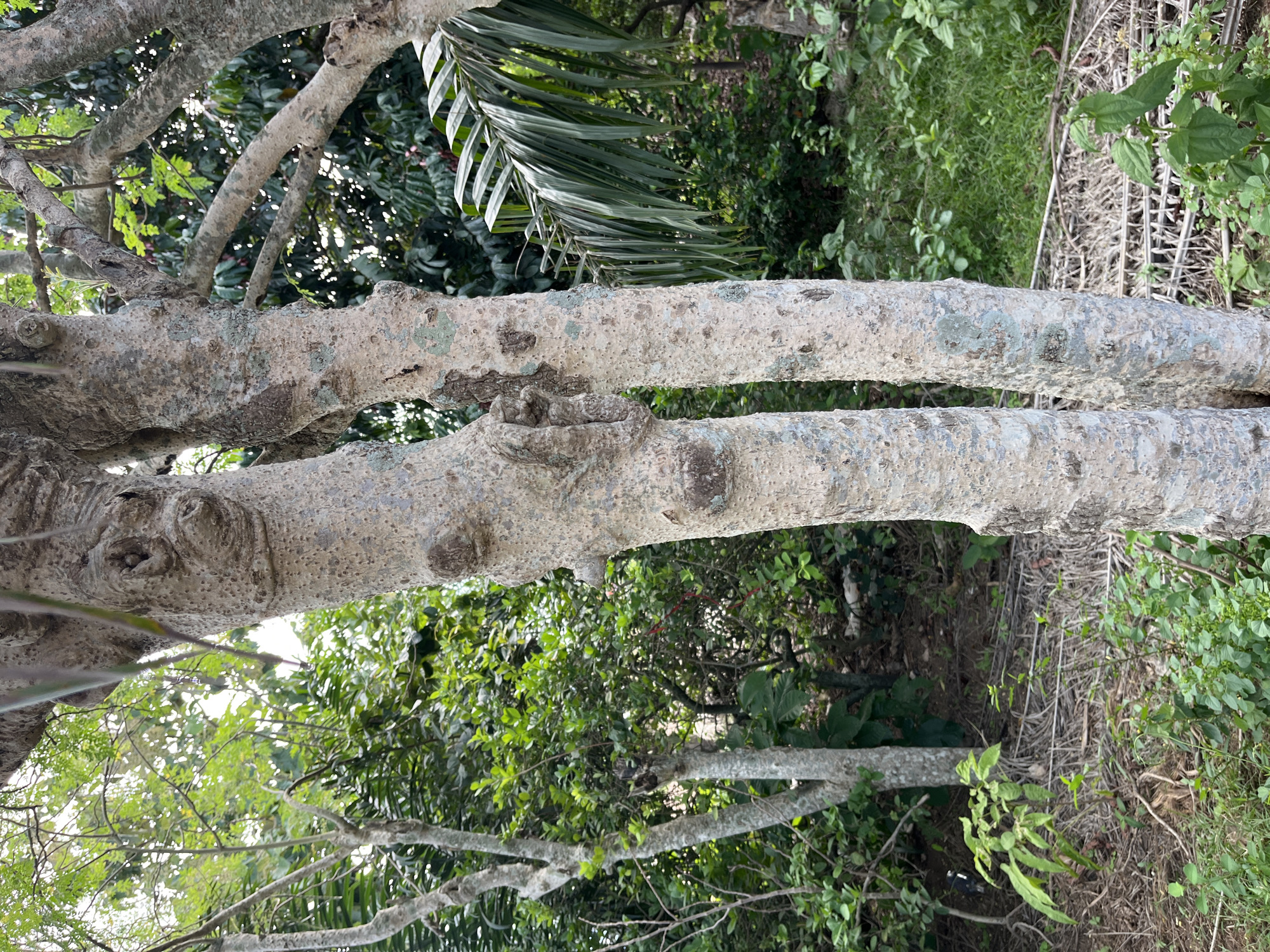 The image displays a close-up perspective of two large, light-colored tree trunks or substantial branches dominating the foreground. The bark is notably rough, mottled with shades of off-white, light grey, and patches of darker grey or bluish-green, suggesting the presence of lichen or moss. Numerous small protuberances and knots are visible on the bark surface.
Behind these prominent trunks, a dense and lush green canopy of various trees and plants fills the background, indicating a rich, natural environment consistent with Osogbo, Nigeria. Bright sunlight filters through the leaves, creating areas of dappled light and intense highlights within the foliage. A large, distinct palm frond is visible in the upper right quadrant, adding to the tropical feel of the scene.
The lower and mid-ground beyond the main trunks reveal glimpses of the forest floor, covered with green vegetation and interspersed with areas of dried, fibrous plant material, possibly fallen palm fronds or other organic debris. The scene depicts a static, outdoor setting during daytime, with clear visibility and no discernible human or animal activity. There is no visible text in the image.