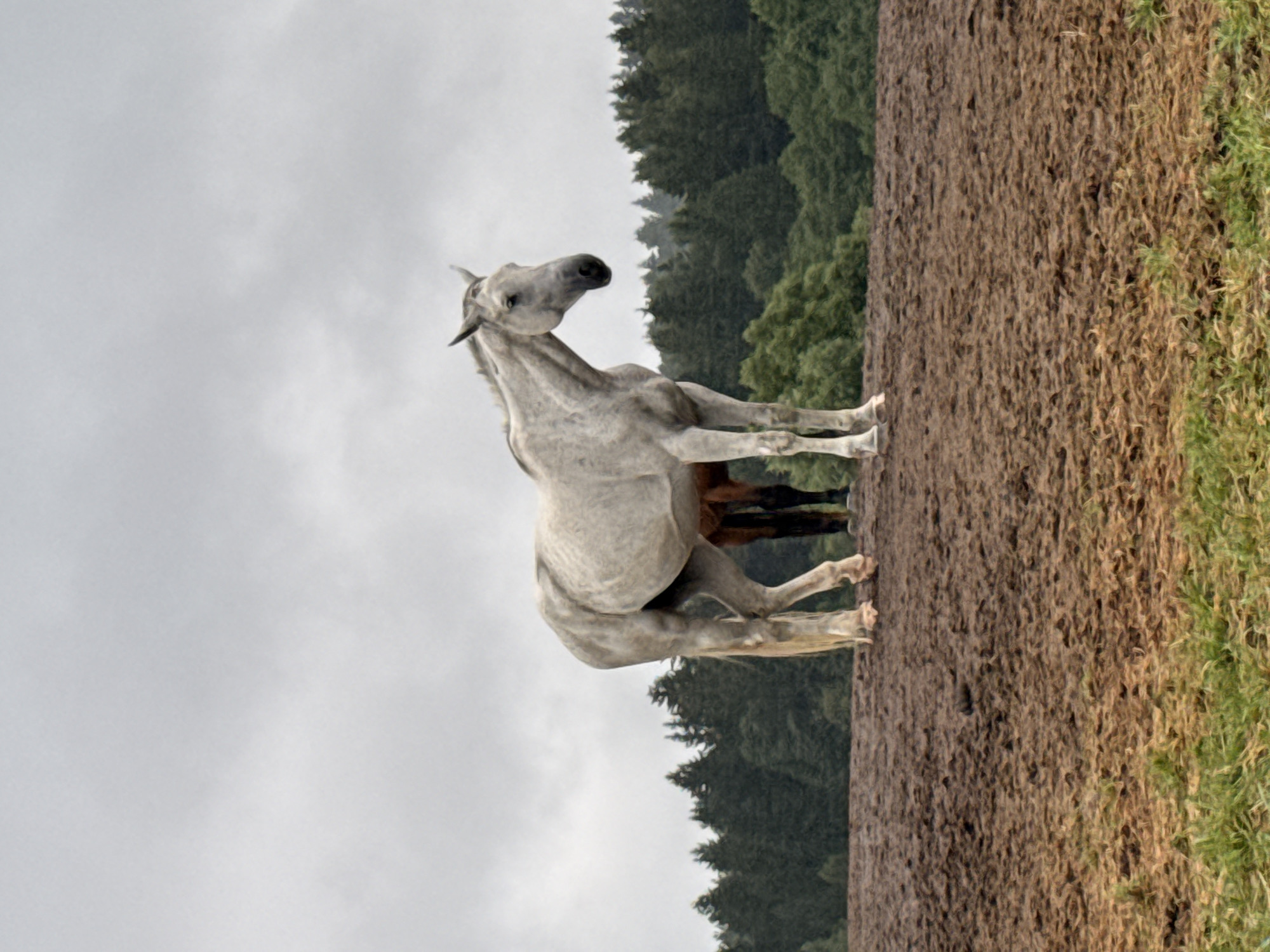 An overcast day in Galinė, Lithuania, features two horses standing in a muddy field. The horse in the foreground is a dappled gray, its body facing left and its head turned slightly to the right. It is a large animal with a slender build, its tail reaching down to its hind legs. Behind it, partially obscured, is a darker horse, possibly brown or black, with its body mostly hidden.
The ground is covered in a thick layer of mud, with patches of dry grass and vegetation at the bottom of the frame. In the background, a dense forest of dark green trees stretches across the horizon under a pale gray sky. The overall atmosphere is somber and somewhat bleak, suggesting a day with poor weather conditions.