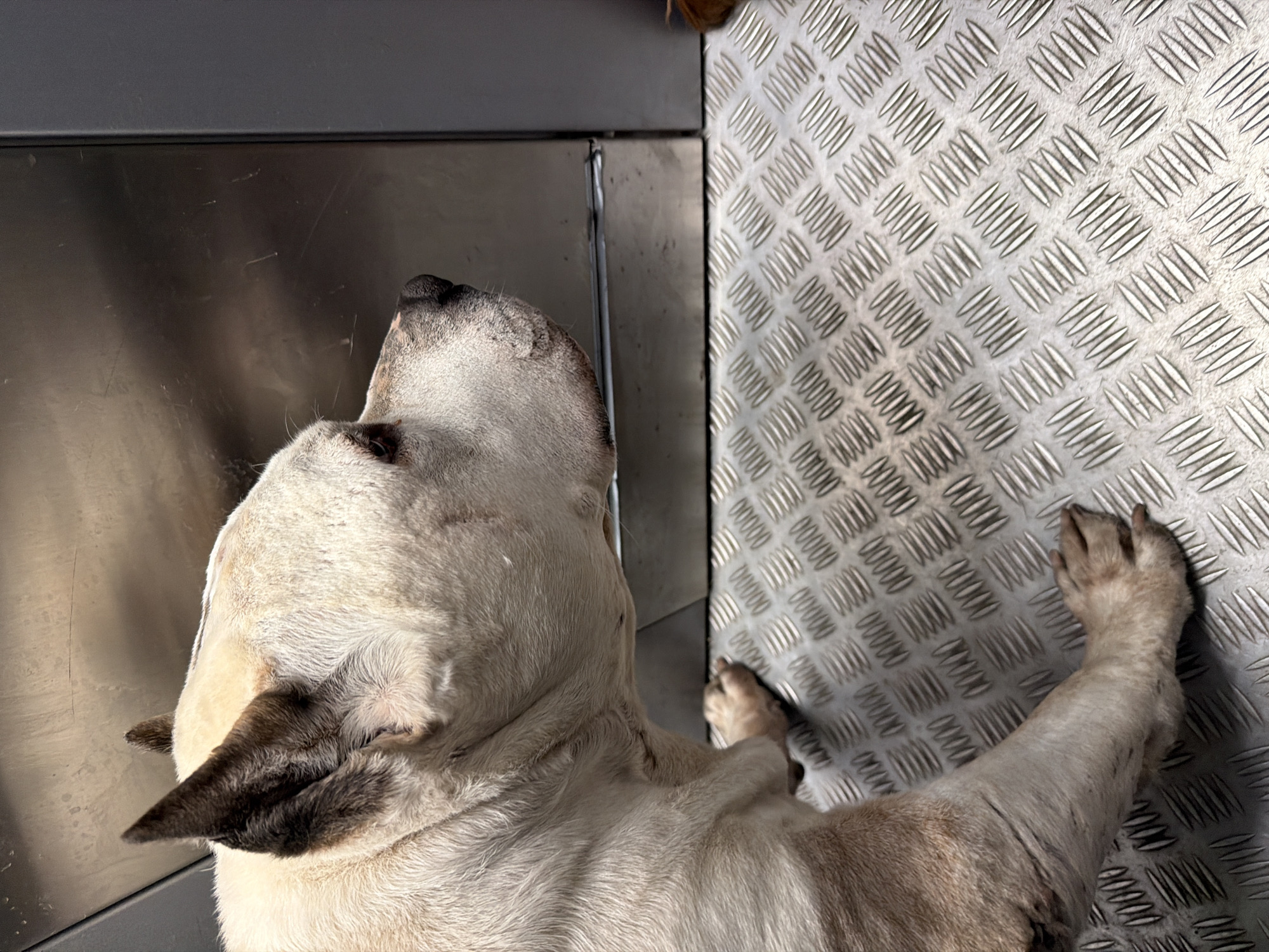 A top-down, angled, full shot depicts a white and tan dog lying on a metal surface. The dog's head is positioned toward the top left corner of the frame, with its black-tipped ears visible. Its front paws are stretched out toward the right edge of the image, resting on a patterned metal surface. A smooth metal sheet occupies the upper-left portion of the frame, adjacent to the dog's head. The specific breed of the dog is not evident from the image. The location in the city of Krasnoyarsk, Russia is unknown.