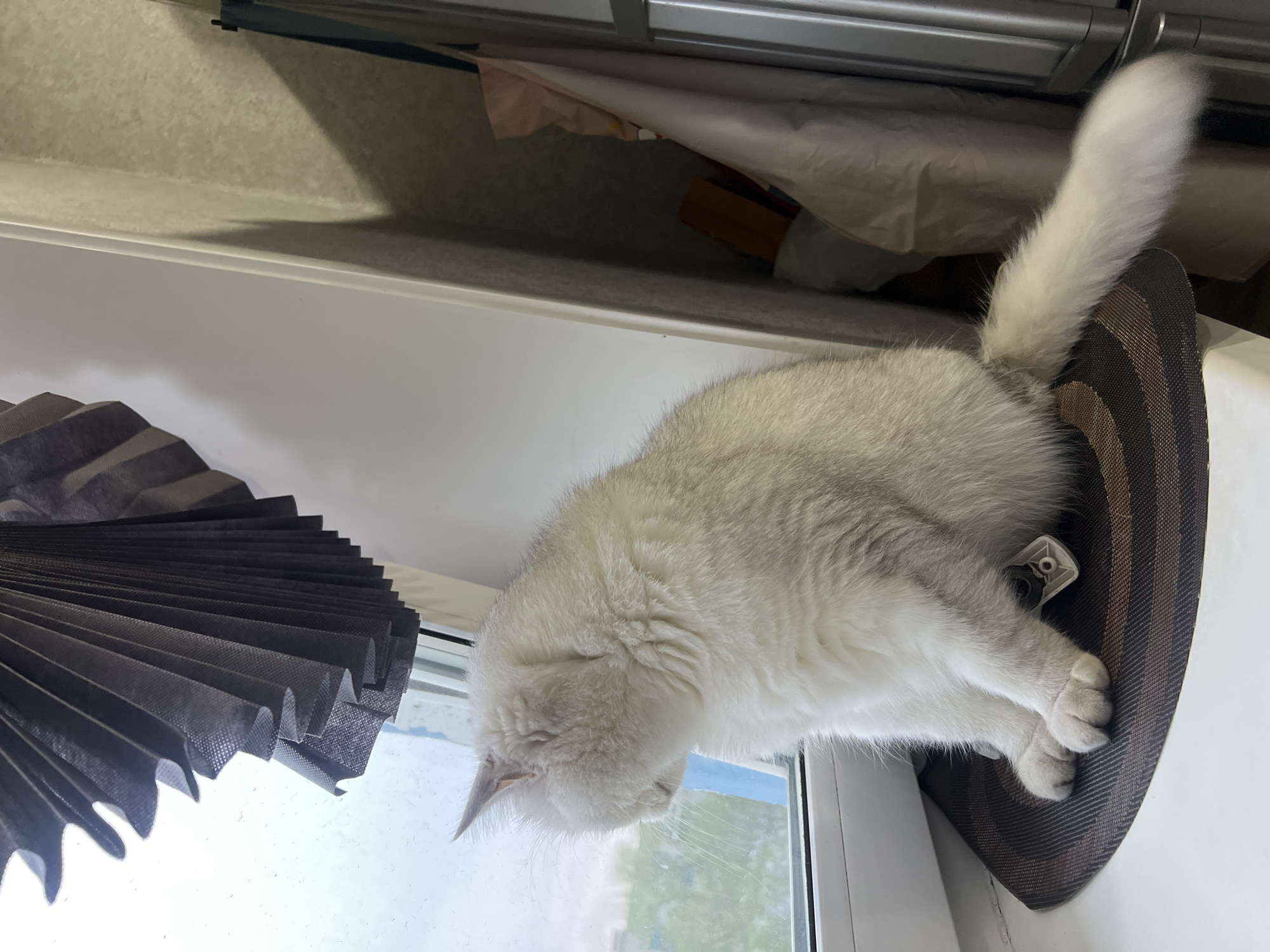 A white cat is lying on a striped cushion on a windowsill, looking out the window. A black pleated shade is nearby.