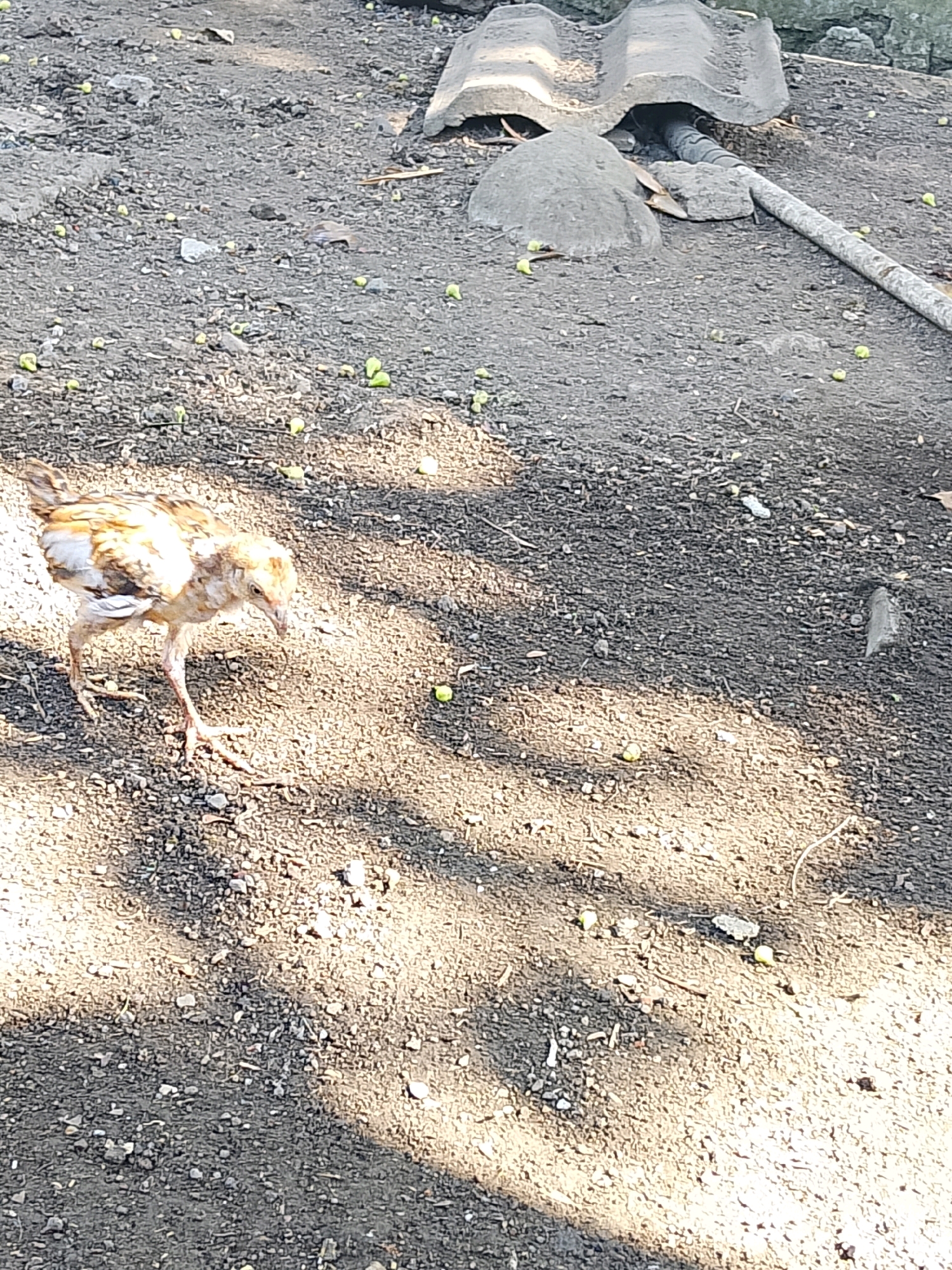 A single juvenile chicken, appearing light brown and white, stands on a dirt surface. The chicken is looking down and to its right. The ground is composed of dirt and small pebbles, with scattered small green objects, possibly seeds or small fruits, and a few dry leaves. In the background, there are two grey, curved roofing tiles placed on the ground, with a grey pipe extending from underneath one of them. A large grey rock is also visible near the tiles, and a longer, thinner grey pipe runs diagonally across the background. Sunlight casts shadows on the ground, creating a dappled effect. The overall environment appears to be an outdoor, possibly rural or undeveloped area.