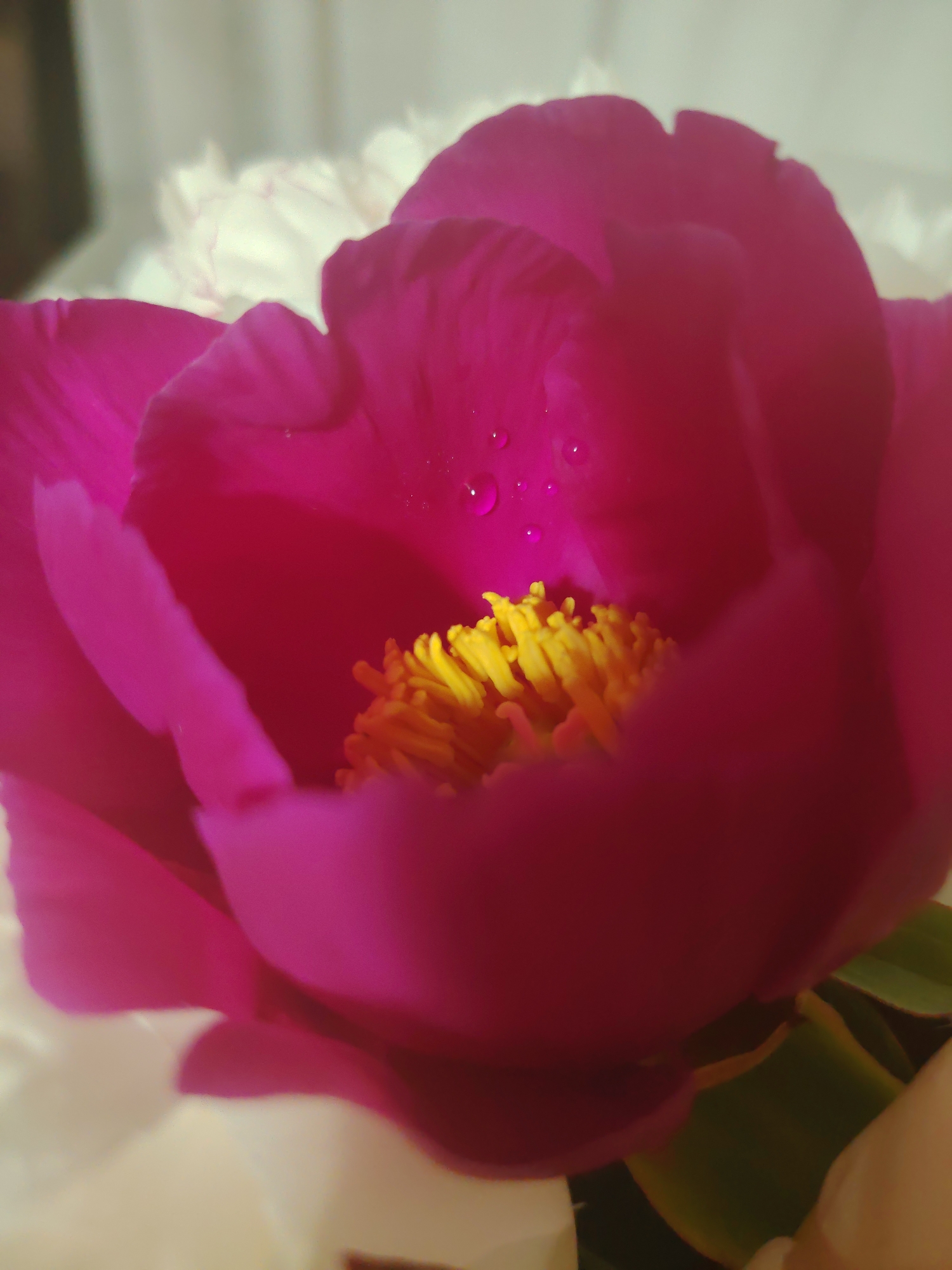 The image is a close-up, slightly blurry shot of a vibrant pink peony with water droplets on its petals. The center of the flower features bright yellow stamens. Behind the pink peony, parts of white petals are visible, suggesting another flower or a more layered bloom. The background is a soft, out-of-focus blend of light gray and a darker, blurry shape on the left, possibly a wall or furniture. The lighting is soft, creating subtle shadows and highlighting the texture of the petals and water droplets. The image was taken indoors, and given the context, it is assumed to be in Yekaterinburg, Russia. No people or specific urban elements are identifiable in the frame.