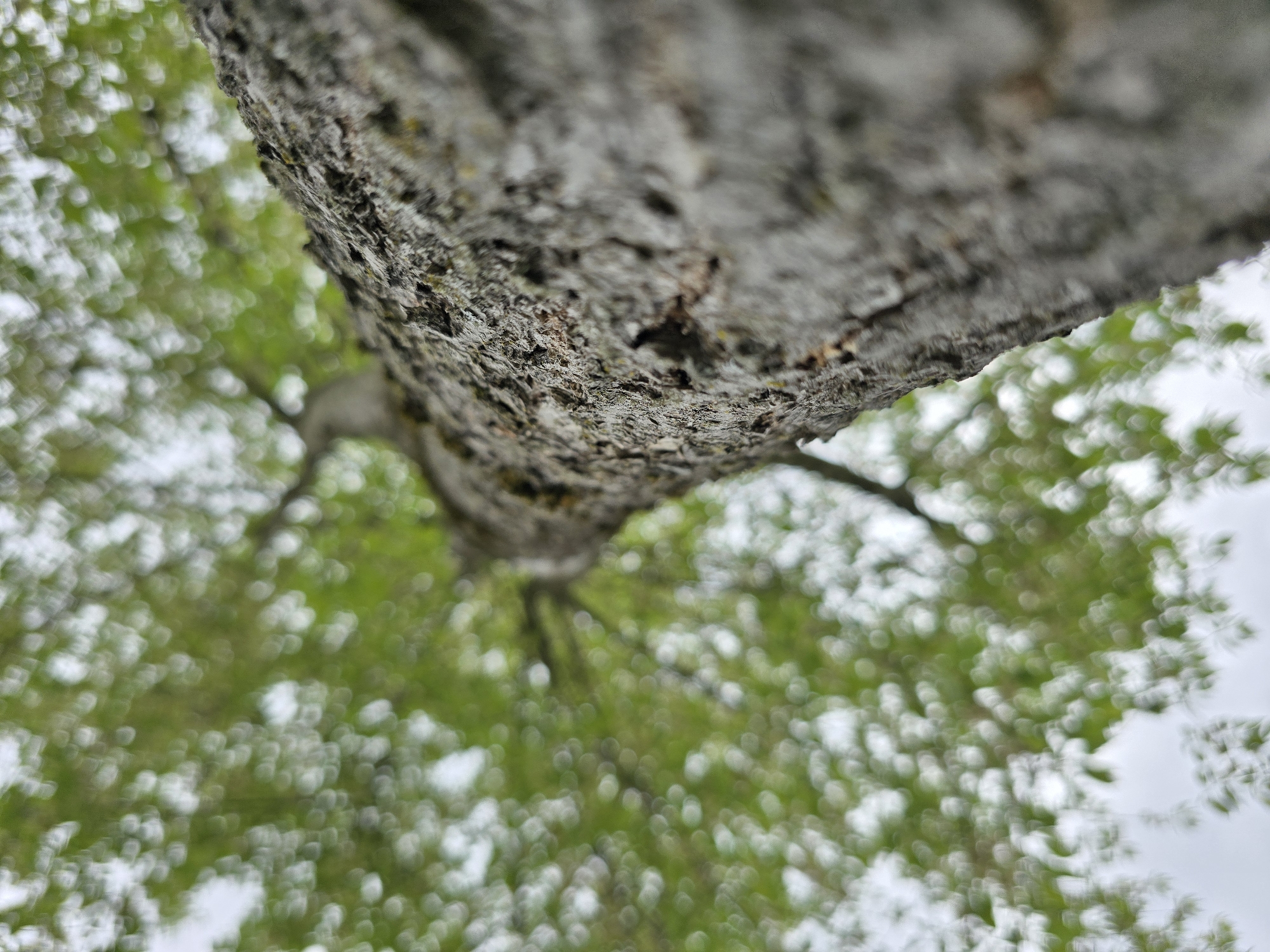The image depicts a close-up, upward view of a tree trunk, with the blurred foliage of the tree and the sky visible in the background. The bark of the trunk is rough and gray. The foliage is a mix of green and light patches, suggesting leaves and sky. The location is listed as Unknown, Unknown.