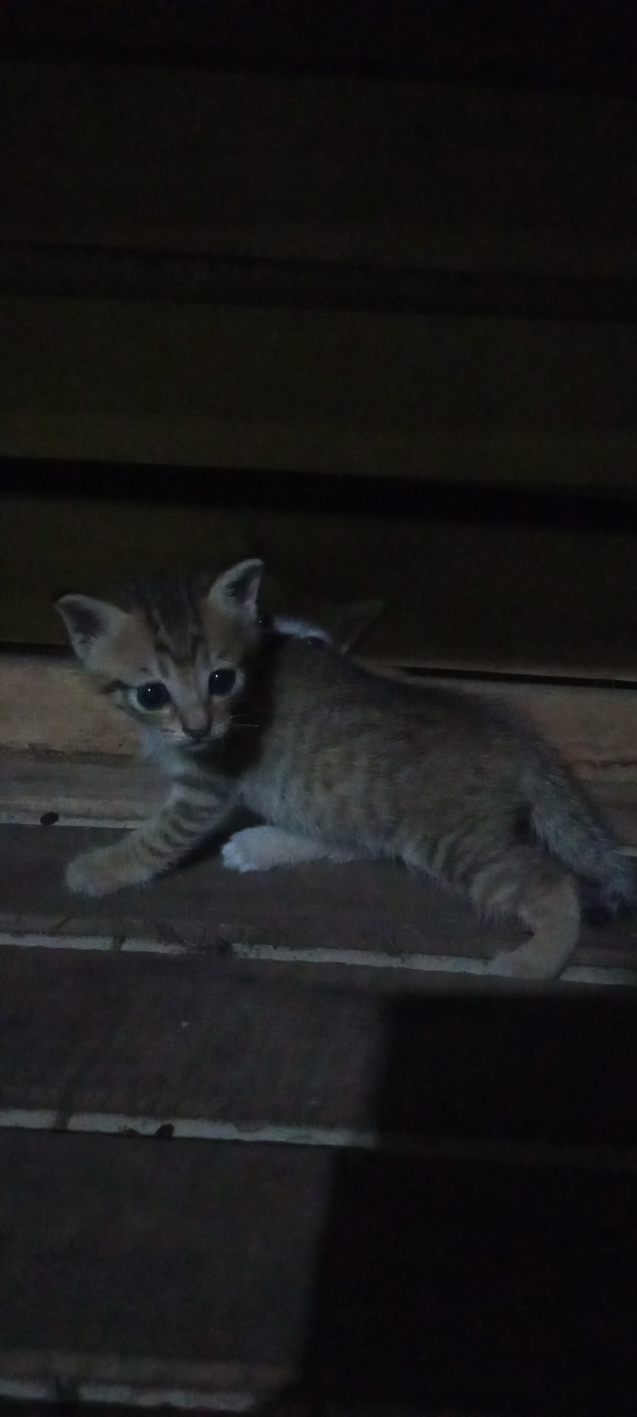 A young tabby kitten with large dark eyes is positioned in the foreground of the image. It is lying on its side, facing slightly to the left. The kitten's fur exhibits stripes typical of a tabby pattern, with lighter brown and darker brown hues. Its front left paw is extended forward, resting on a wooden surface. A white patch is visible on its hind leg. The background consists of dark wooden planks, arranged horizontally, creating a sense of depth and shadow. The lighting appears dim, suggesting an indoor environment or a shaded outdoor area. The image was taken in Lubangbuaya, Indonesia.
