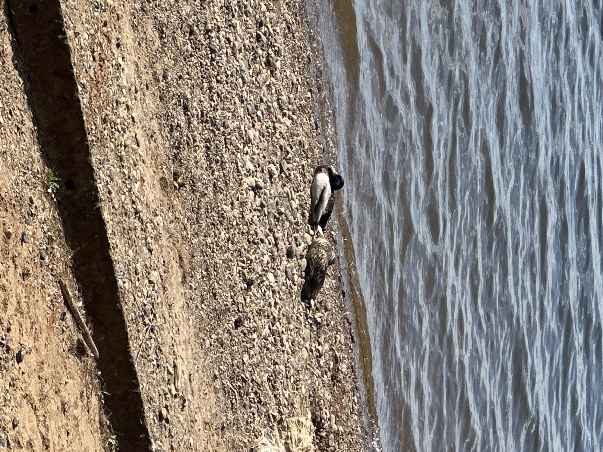 The image shows a shoreline, possibly near Chaikovsky, Russia, where a body of water meets a gravelly bank. Two ducks are present: one with a dark head and light body, and another with mottled brown plumage. They are positioned on the gravel, near the water's edge. The bank consists of small rocks and pebbles. A slight dropoff exists on the left side of the image. The water surface is slightly rippled.