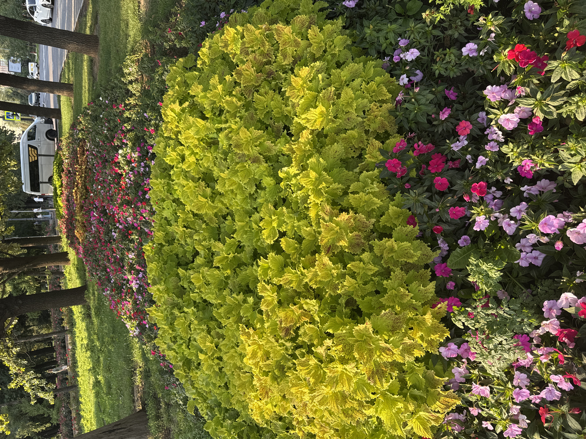 This image depicts a street-side flowerbed in Almaty, Kazakhstan, featuring a vibrant display of flora. The foreground is dominated by a large, bushy plant with bright chartreuse leaves, interspersed with smaller flowering plants in shades of pink and purple. Further back, a line of similar, but redder, plants creates a visual contrast. Beyond the flowerbed, a paved road is visible with traffic, including a white van and cars. Trees line the street, and in the background, a building and more trees suggest an urban park or a well-landscaped street. The scene is illuminated by natural light, indicating daytime. There are no discernible people in the immediate vicinity of the flowerbed.