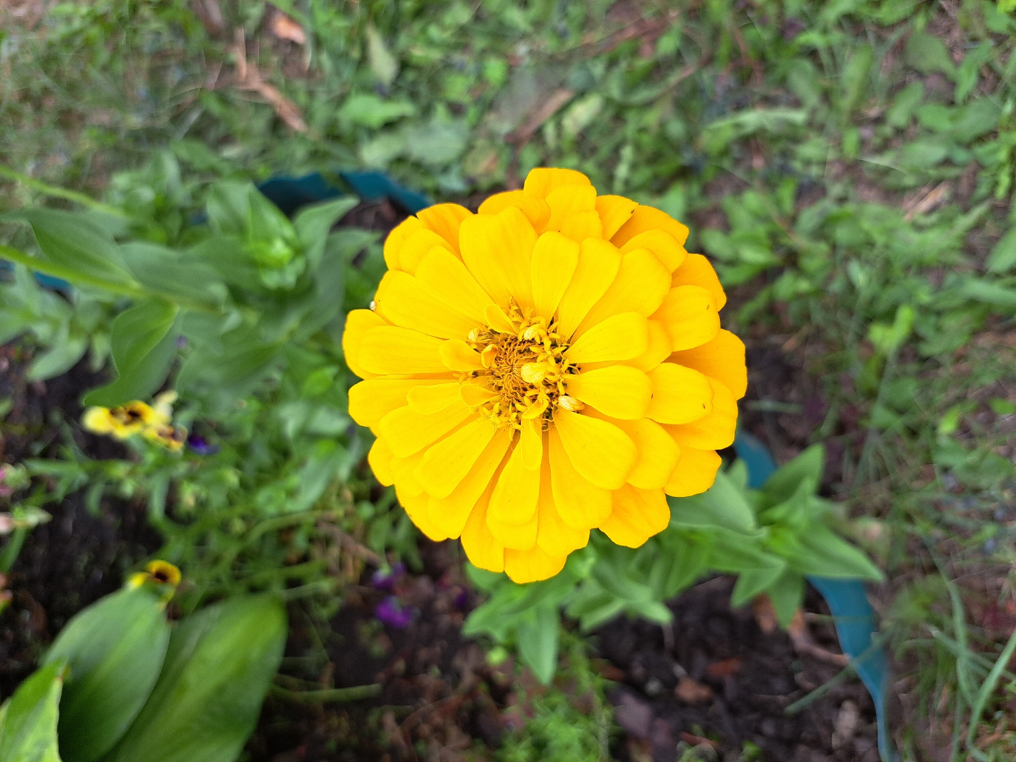 A close-up, overhead shot captures a vibrant, fully bloomed yellow zinnia flower. The flower's petals are layered and fanned out from a central, darker yellow stamen. The background consists of lush green foliage, dark soil, and hints of other smaller flowers, including yellow and purple pansies. The overall scene suggests a garden setting. The image does not contain any individuals or actions. The location of Cherntsk, Russia is not visually discernible from the provided image.