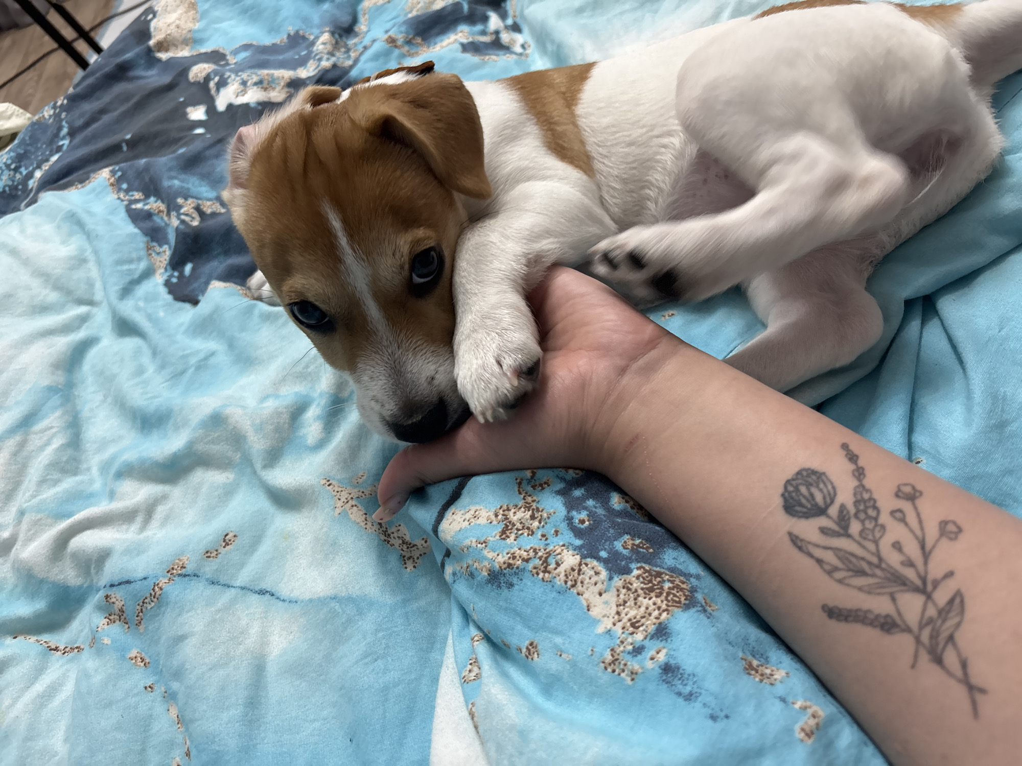 The image shows a close-up of a person's arm with a flower tattoo, resting on a blue and white patterned blanket. A small, tan and white puppy is lying on the blanket, resting its head on the person's hand. The puppy's paws are visible, and its eyes are open, looking towards the camera. The blanket appears to be made of soft material and has a watercolor-like pattern with brown and white splotches on a blue background. The lighting is soft, suggesting an indoor setting. There is no identifiable information about the location in the city of Chelyabinsk, Russia.