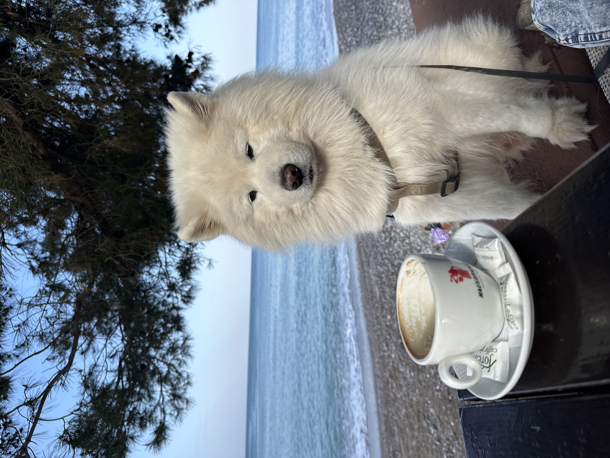 A fluffy white dog, possibly a Samoyed, with a light brown harness and leash, is the central subject of this image. The dog is sitting calmly, looking towards the viewer with dark eyes and nose.
The scene depicts an outdoor setting, likely a beachside cafe in Šušanj, Montenegro. To the right of the dog, on a dark table, rests a white coffee cup on a matching saucer. The cup contains coffee residue, suggesting it's nearly empty, and features a red logo with partially visible text that appears to be "MARCUS" or similar. Two white sugar packets are placed on the saucer, one clearly showing the text "Jorg's cafe".
In the background, a calm, light blue sea with gentle waves breaking on a sandy or pebbly beach extends horizontally. Above and to the left of the dog, dark, coniferous tree branches and foliage are silhouetted against a clear, bright sky. Part of a person's leg, clad in denim, is visible to the right of the dog, implying an owner is sitting nearby. The overall lighting suggests it is daytime, possibly early morning or late afternoon, contributing to a relaxed and serene atmosphere.
The original media file is presented rotated 90 degrees clockwise, with the dog's head on the right and the sea vertically oriented. The description assumes a standard upright viewing orientation.
