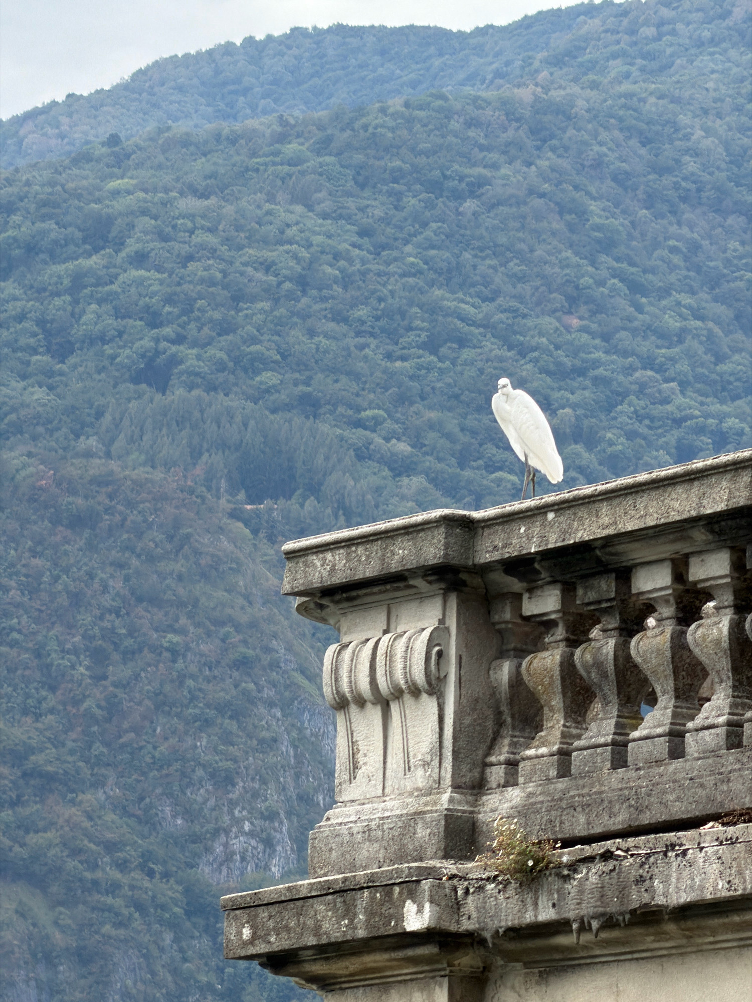 A white bird, likely an egret, stands on the stone balustrade of a building. The balustrade features decorative scrollwork and is made of weathered stone. In the background, a dense, green forest covers a mountain slope. The sky above is overcast and pale. The scene is likely located in or near Mandello del Lario, Italy, given the presence of mountainous terrain typical of the region surrounding Lake Como. The bird is facing left, with its body upright and its long legs visible. A small cluster of green plants grows from a crack in the stone balustrade to the right of the bird.